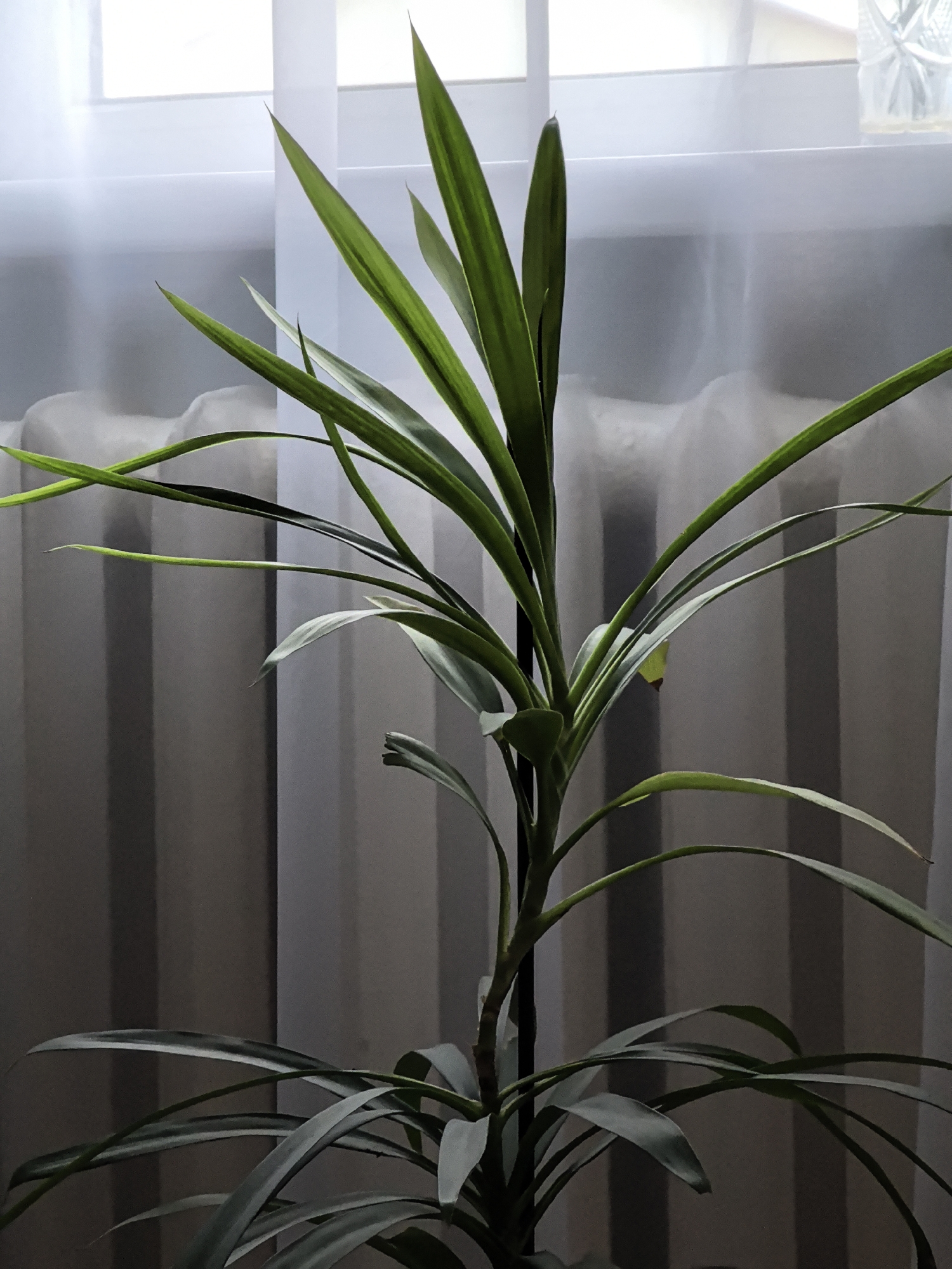 A tall, leafy green plant stands in front of a window with sheer white curtains. The plant has long, slender leaves that fan out from its stem. The curtains are slightly pulled back, allowing light to filter through, creating a soft, diffused glow. The overall setting appears to be indoors, likely in a residential or office environment. The background is a neutral gray, with vertical folds in the curtains suggesting a window covering. No people are present in the image.