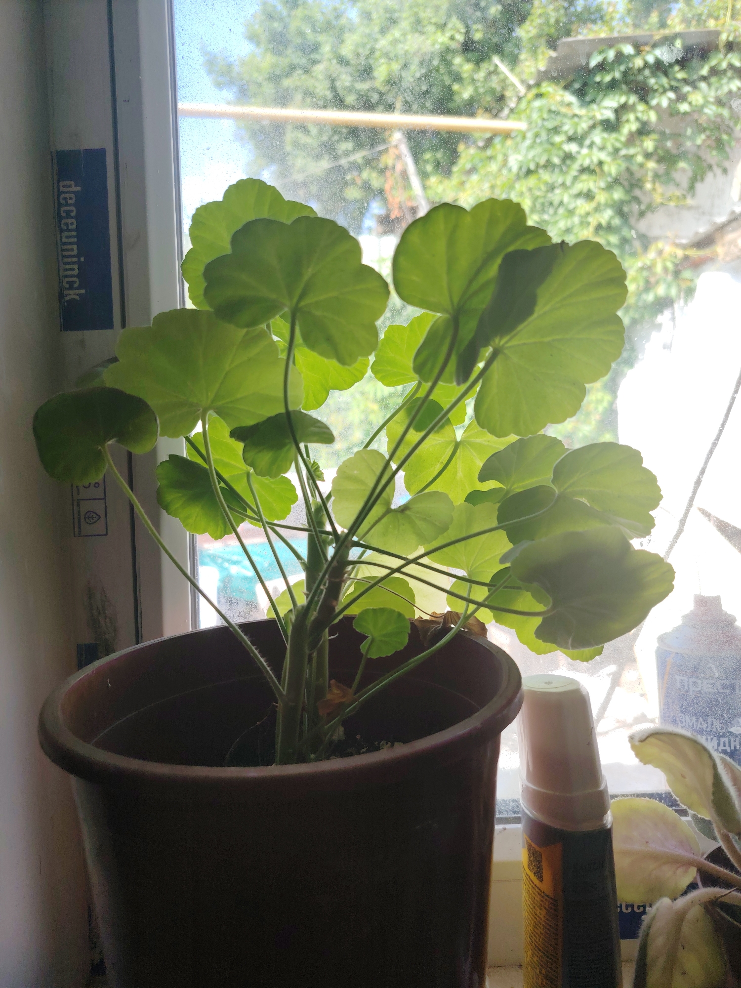A potted plant with large, green, heart-shaped leaves sits on a windowsill. The plant is in a dark brown plastic pot. Behind the plant, a window looks out onto greenery and trees. A sticker with the text "Deceuninck" is visible on the left side of the window frame. To the right of the potted plant, there is a white bottle with a pink cap and a partially visible can of spray paint with Russian text. The scene is lit by natural light coming through the window. The specific location is a windowsill in Rostov-on-Don, Russia.
