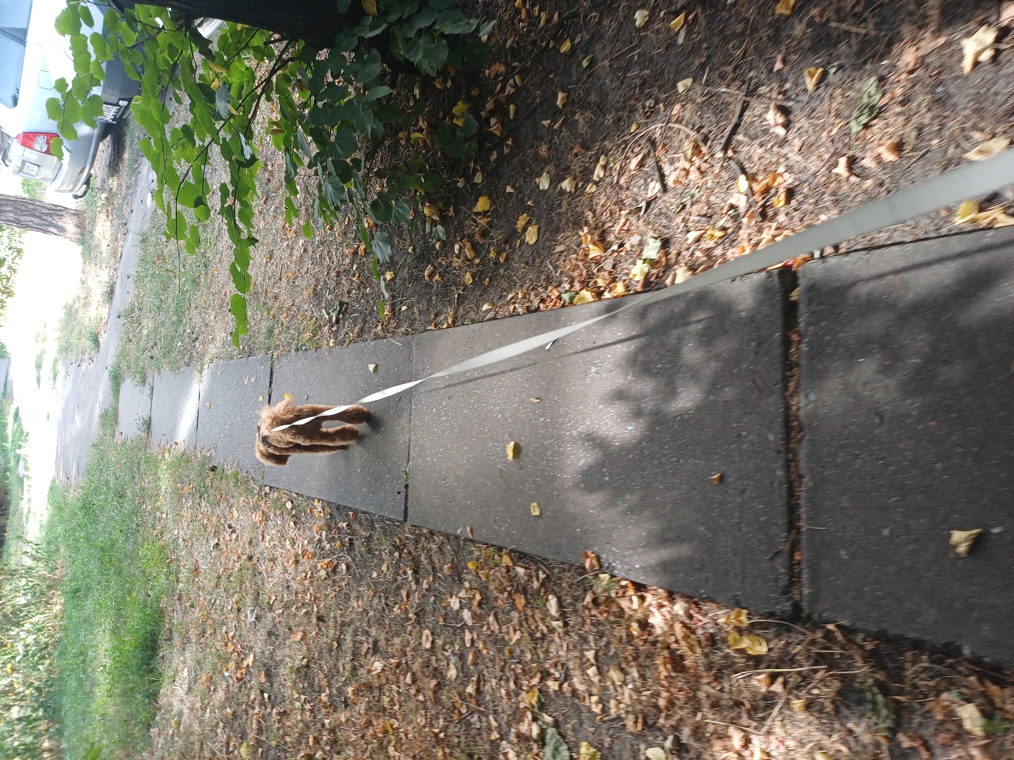 A brown poodle is walking on a concrete sidewalk next to a patch of grass and fallen leaves. The dog is on a leash. A silver car is parked on the side of the road in the background. The scene appears to be in an outdoor, residential area.