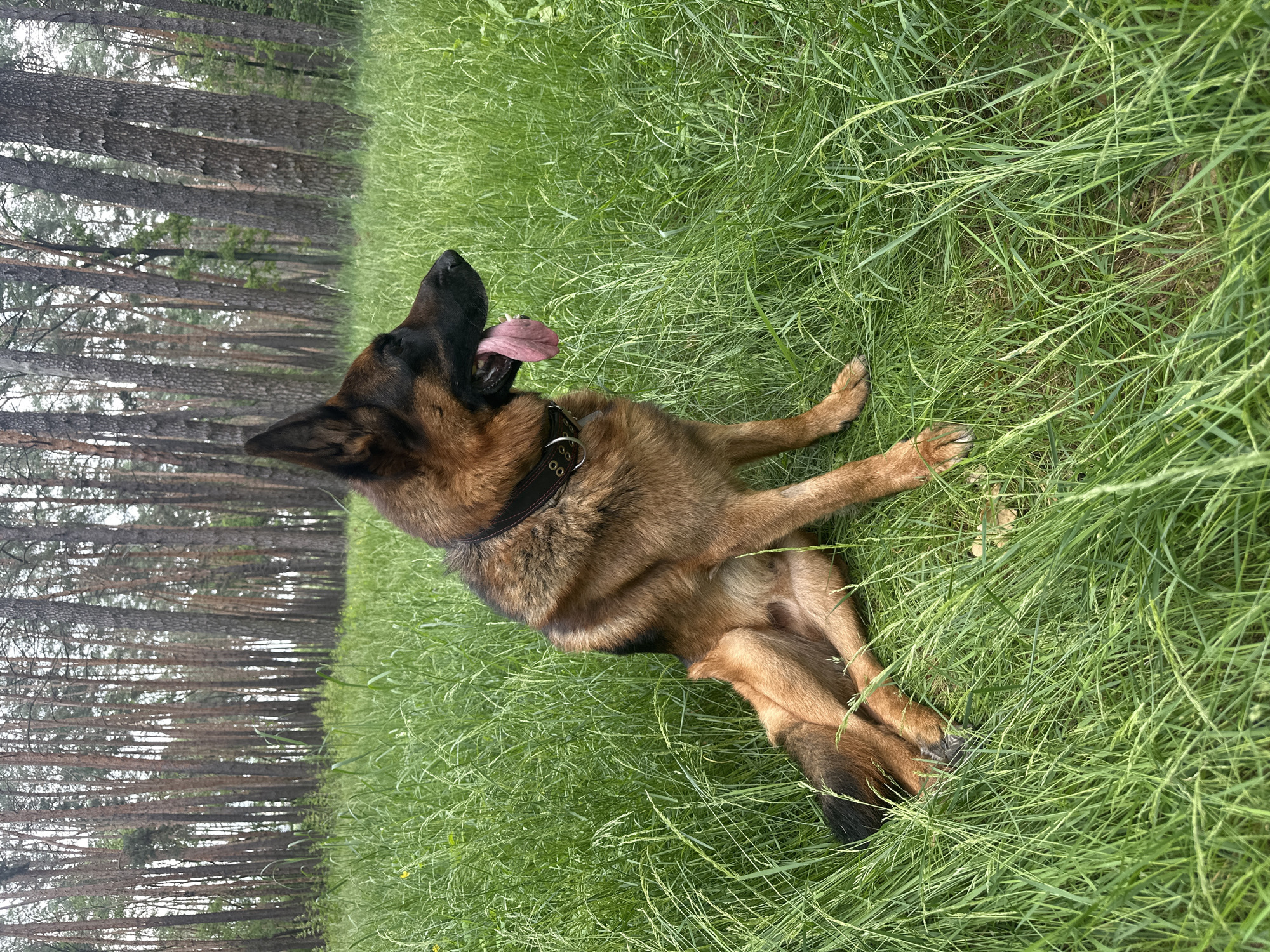 A medium shot captures a German Shepherd dog sitting in tall green grass, with a forest of thin pine trees in the background. The dog is facing right, with its head tilted and tongue hanging out. The dog is wearing a dark collar. The grass is lush and appears to be in a natural, outdoor setting, possibly a park or wooded area. The lighting suggests it is daytime, with overcast conditions.