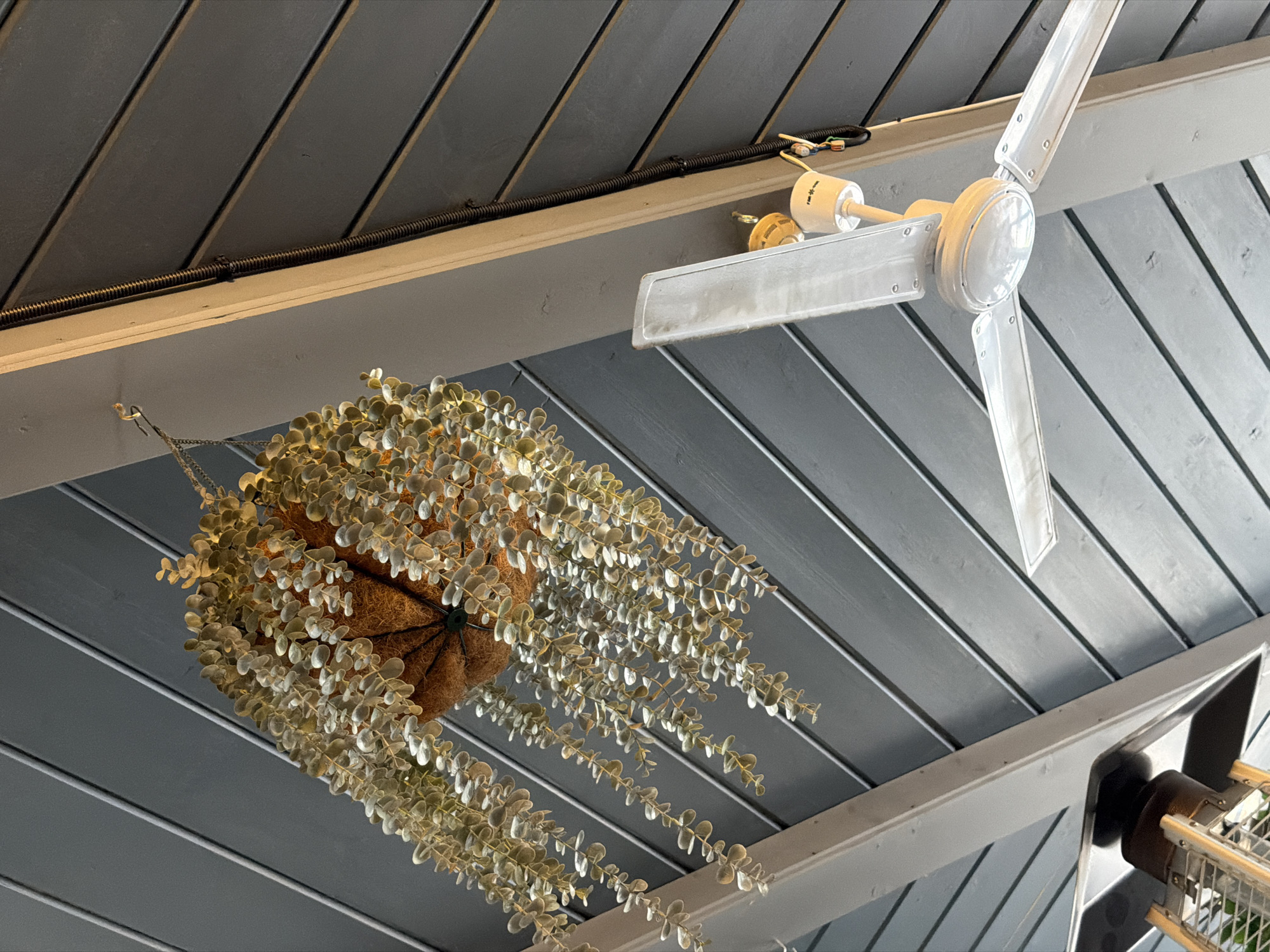 The image shows an interior or covered outdoor space with a sloped, paneled ceiling painted gray. A hanging basket filled with a cascading artificial plant is suspended from the ceiling on the left side of the frame. To the right, a white ceiling fan with three blades is visible. A light fixture is attached to the central hub of the fan. There is also a beam supporting the ceiling and a section of what appears to be an outdoor heater on the lower left corner. Wires are visible running along the beam. The scene is lit by natural or artificial light.
