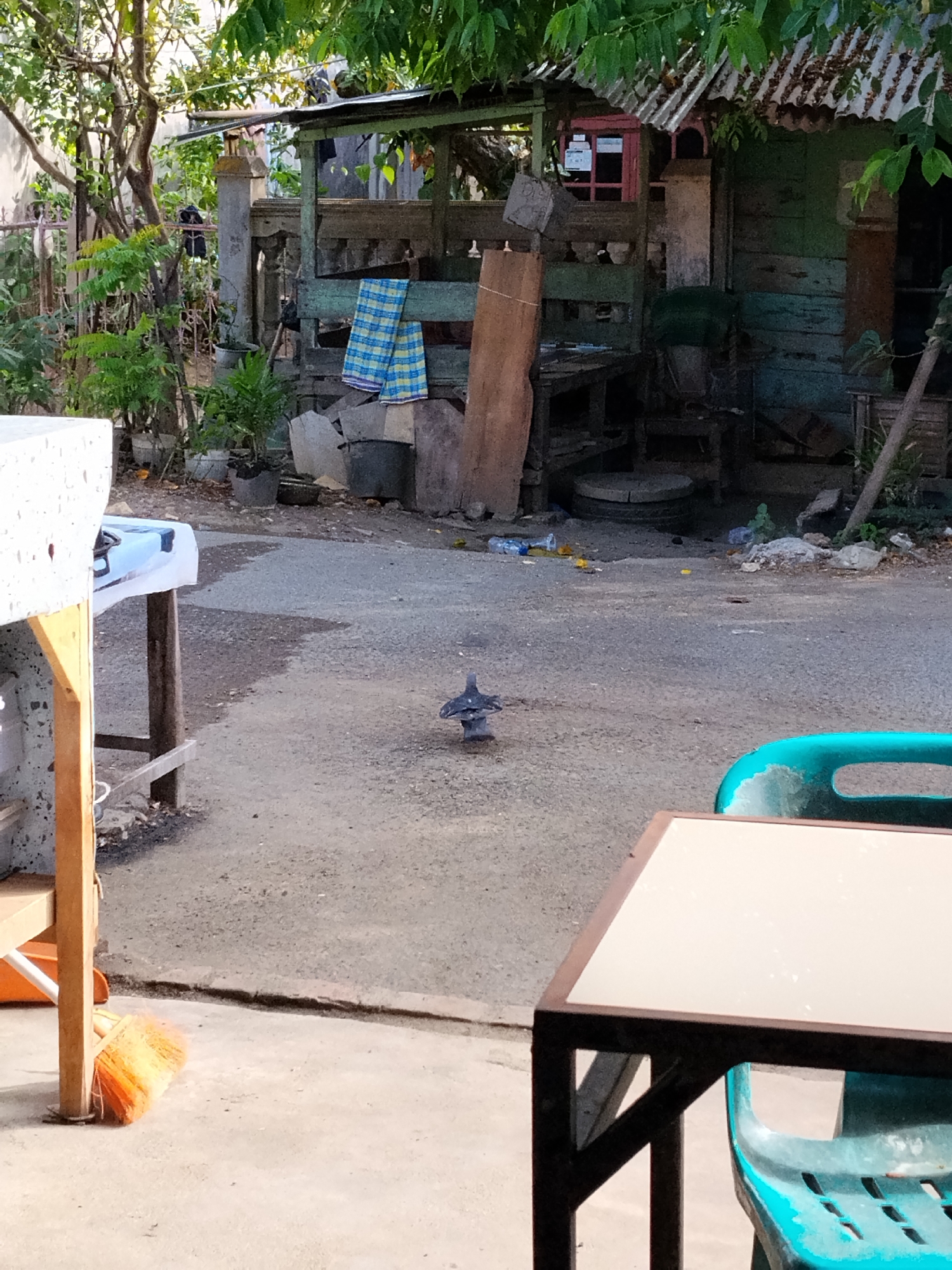 A street scene in Lhokseumawe, Indonesia, depicts a gray pigeon standing on the gray paved road. In the background, an old, dilapidated green wooden structure with a rusty corrugated metal roof sits behind discarded objects, including a blue and yellow plaid cloth, a wooden board, and various containers. The road is littered with debris. To the foreground, parts of a white and brown table and a turquoise plastic chair are visible. An orange broom lies near the table. Trees and vegetation flank the background, indicating a semi-urban or rural environment.