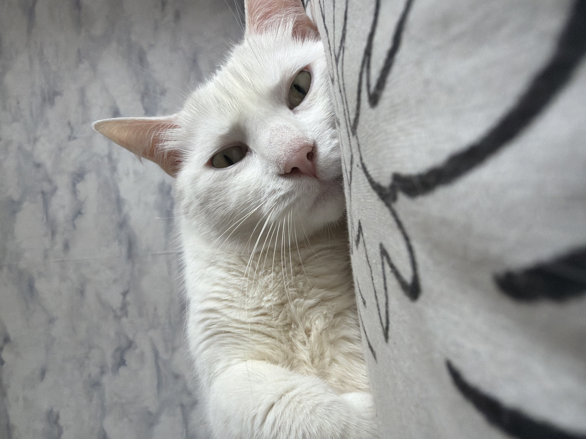 A close-up shot shows a white cat partially obscured by a fabric with black designs, possibly a cushion or blanket. The cat's face, with its light pink nose, yellowish-green eyes, and white whiskers, is the focal point. The cat appears to be resting or peeking from behind the fabric. The background features a gray, marbled surface, which could be a wall or another fabric. No people or specific location details within Tokkari, Russia, are discernible from this image.
