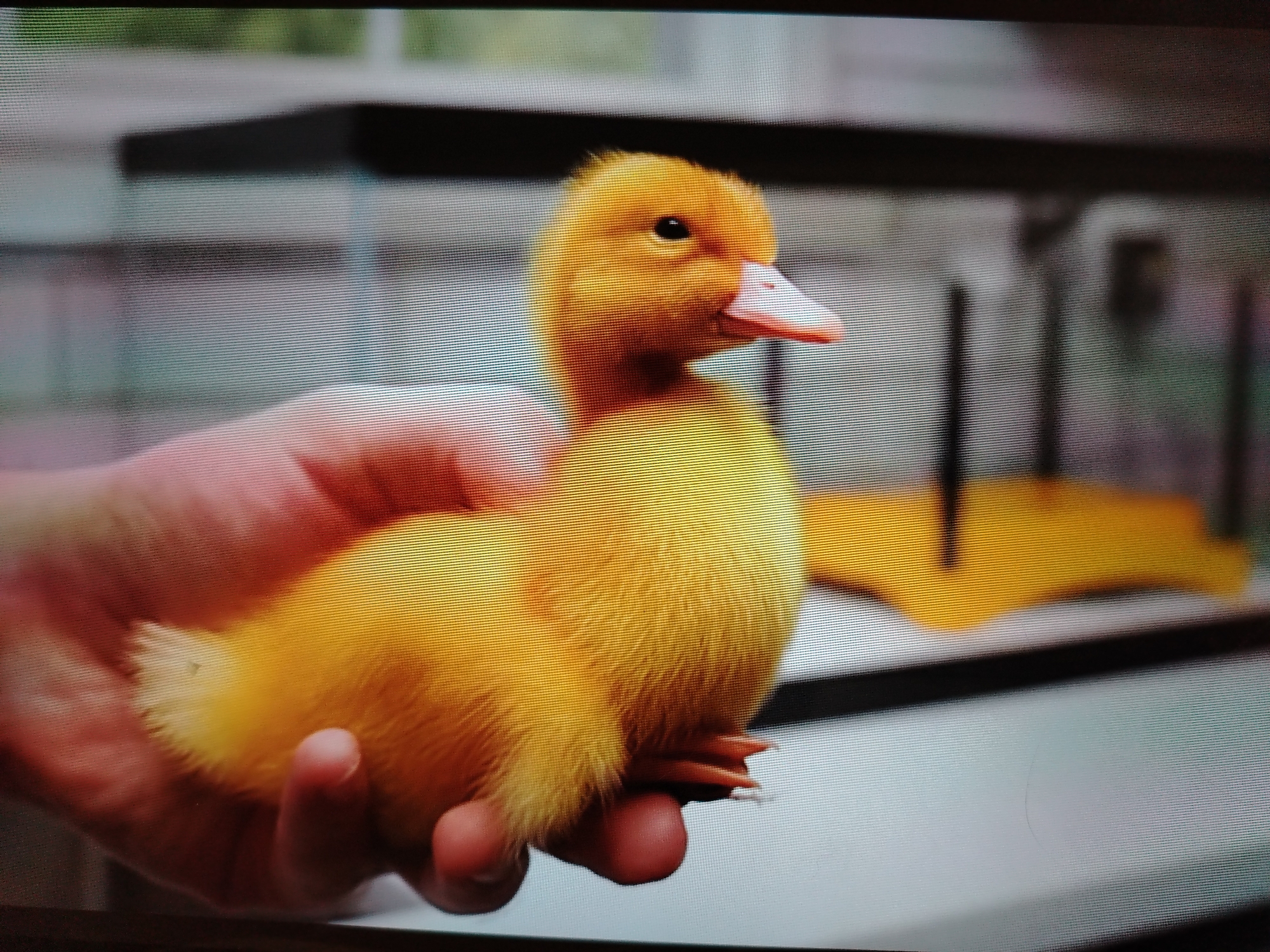 A close-up shot shows a fluffy, bright yellow duckling being held in a person's hand. The duckling is facing to the right, with its beak slightly open. The hand supporting the duckling is pinkish-orange, with visible fingers. The background is out of focus, appearing to be an indoor setting with some blurry shelves and possibly a cage or enclosure. There is no visible indication of the city of Stavropol, Russia, or any specific urban environment. The image quality is affected by horizontal lines, suggesting it was captured from a screen.
