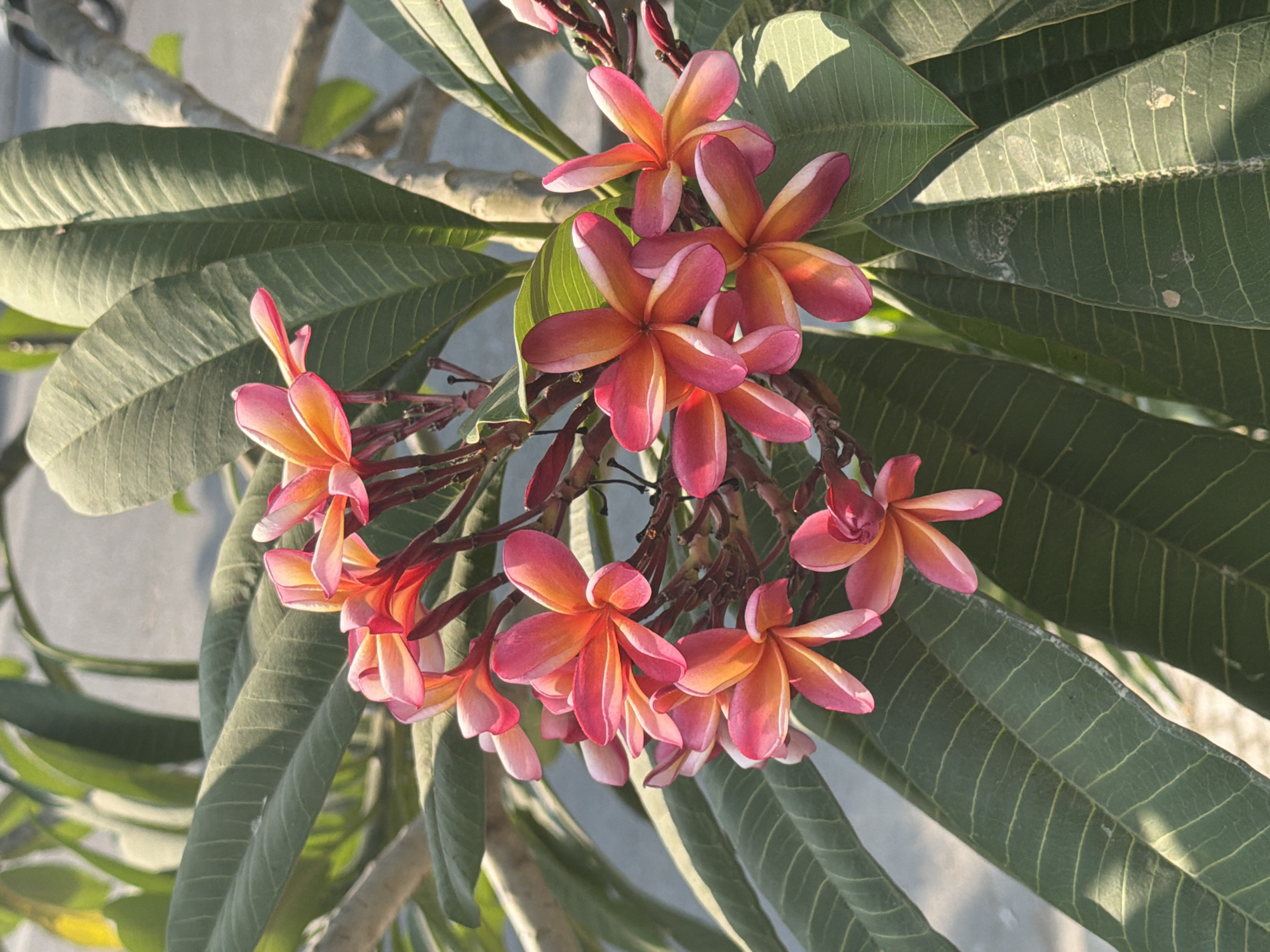 The image features a vibrant cluster of frangipani (Plumeria) flowers, predominantly pink and orange-yellow, blooming on a tree. The flowers display a beautiful gradient of color, with deep pink and reddish hues on the outer edges and a warmer orange-yellow towards their centers. They are arranged in a dense group, with several individual blooms and unopened buds visible. Darker, reddish stems and branches support the flower cluster.
Surrounding the flowers are large, elongated, deep green frangipani leaves. These leaves show prominent veining and are partly illuminated by sunlight, casting soft shadows on themselves and the flowers. The sunlight appears warm, suggesting either early morning or late afternoon, as indicated by the distinct, elongated shadows.
In the background, a light-colored, possibly concrete or stucco wall, is visible, along with some blurred green foliage. The overall setting is natural and outdoors, under clear, sunny weather. The location context for this image is Đà Nẵng, Vietnam, where such tropical flora is common. There is no visible text in the image. The scene captures the serene beauty of blooming frangipani flowers in bright, warm light.