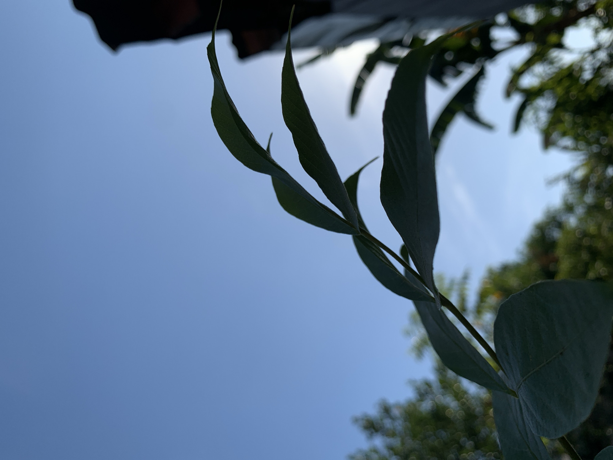 A low-angle shot shows the silhouette of green leaves against a bright blue sky in Makassar, Indonesia. A portion of a dark, angular structure, possibly a roofline, is visible on the right edge of the frame, partially obscuring the sky. The leaves are sharp and in focus, with visible veins, while the background trees and vegetation are softly blurred, creating a bokeh effect. The overall impression is one of a clear day with vegetation in the foreground and structures of a city in the background.