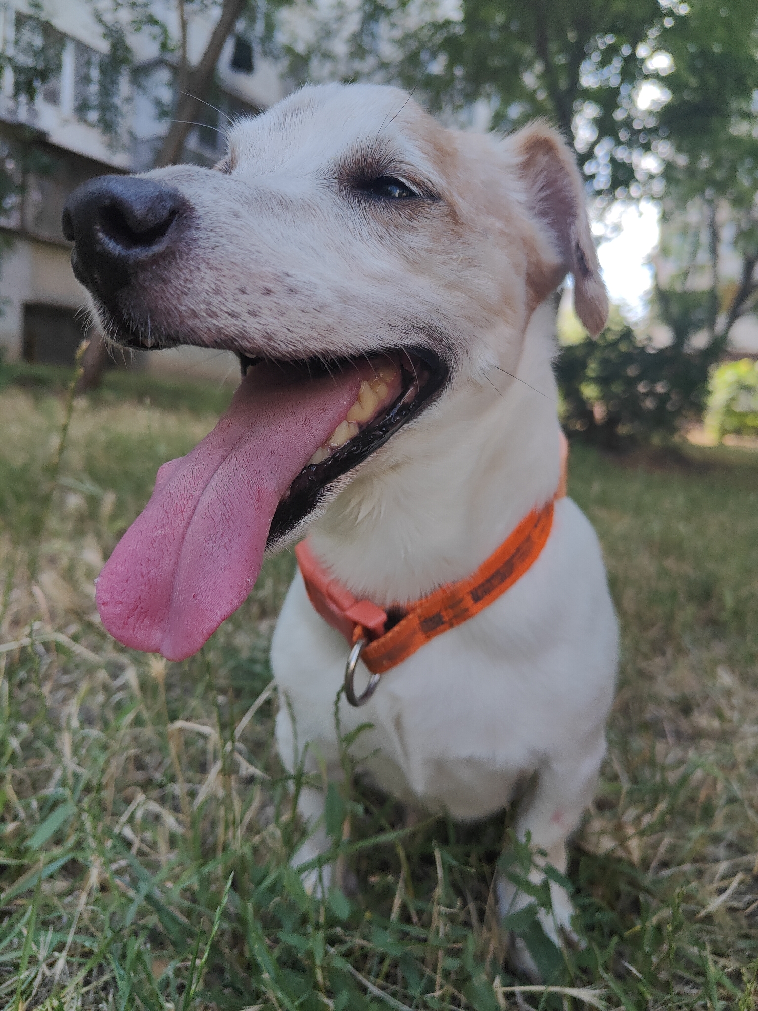 A close-up, low-angle shot captures a white dog with tan markings panting with its tongue hanging out. The dog is wearing an orange collar and is sitting on grass with some weeds and dry blades. In the background, blurred trees and a building are visible, suggesting an outdoor urban environment. The image appears to have been taken on a sunny day. The specific location within Chornomorsk, Ukraine, cannot be determined from the visual information alone.