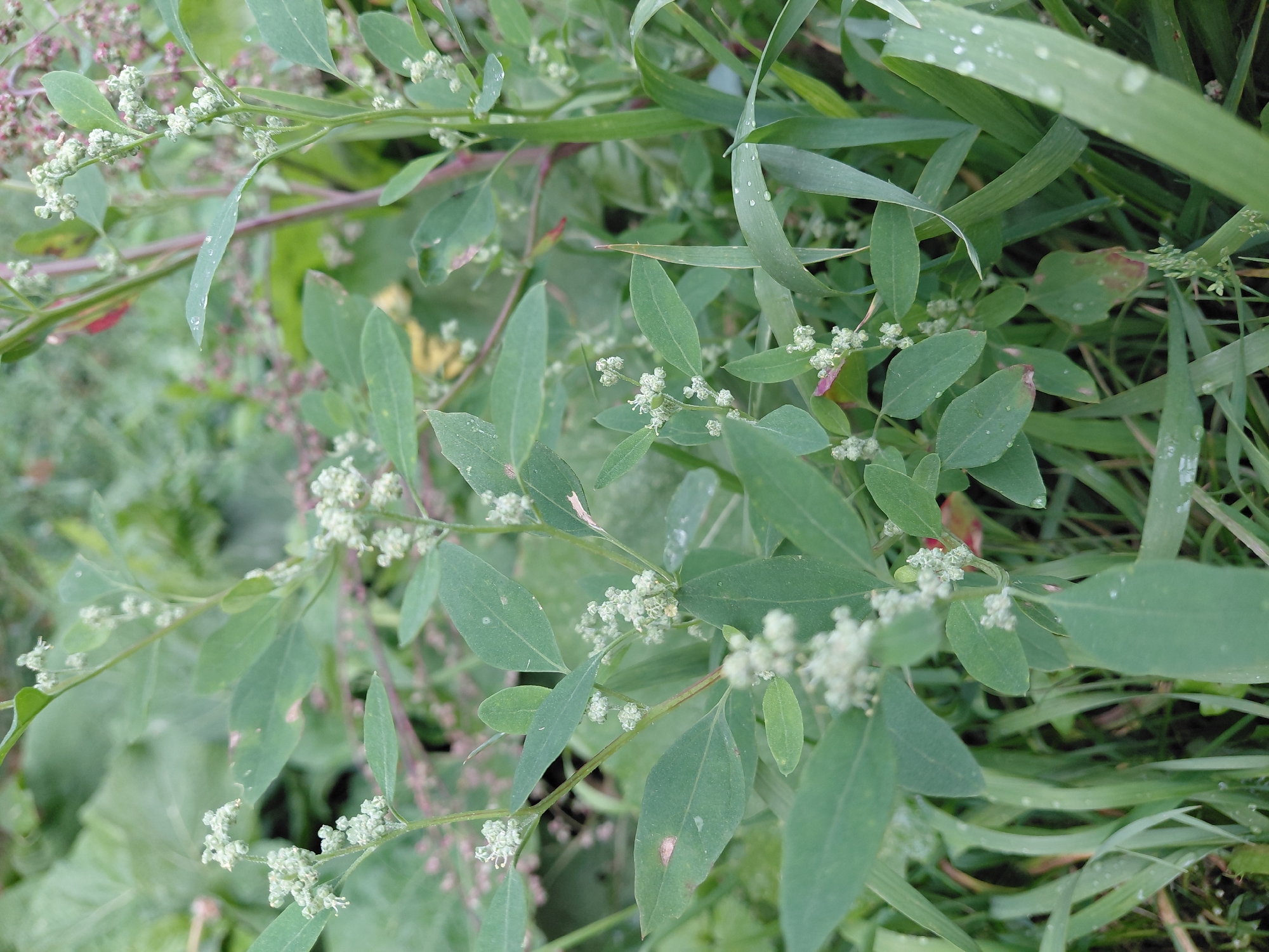 The image shows a close-up of a plant with green leaves and small, pale green flowers. The plant appears to be growing outdoors in a natural environment with other green foliage and grasses. There are some water droplets on the leaves, suggesting recent rain or dew. The background is softly blurred, with hints of pink and larger green leaves. The scene is set in a location in Malinovka, Russia, amidst natural vegetation.