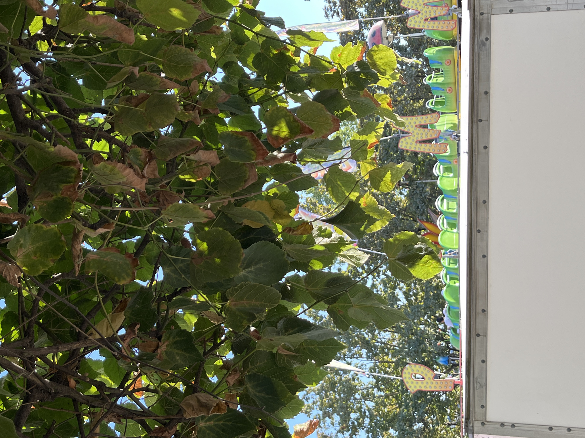 A bright, sunny day is captured from a low-angle perspective, looking up through the canopy of a tree with abundant green and brown leaves against a clear blue sky. Below the foliage, a white flatbed truck or trailer is visible, its metallic frame secured by visible rivets. Perched on top of the trailer is a colorful amusement park ride, likely a children's roller coaster. The ride features bright green, segmented cars, with large, decorative letters spelling out "MAM" in yellow and pink. The letter "P" is visible on the far left, also in yellow and pink. The ride appears to be in operation, with children and possibly adults visible in the cars. The background consists of more trees, suggesting a park or outdoor event setting. The overall impression is one of a festive, outdoor atmosphere. The location is not identifiable as Paris, France based on the visual information provided.