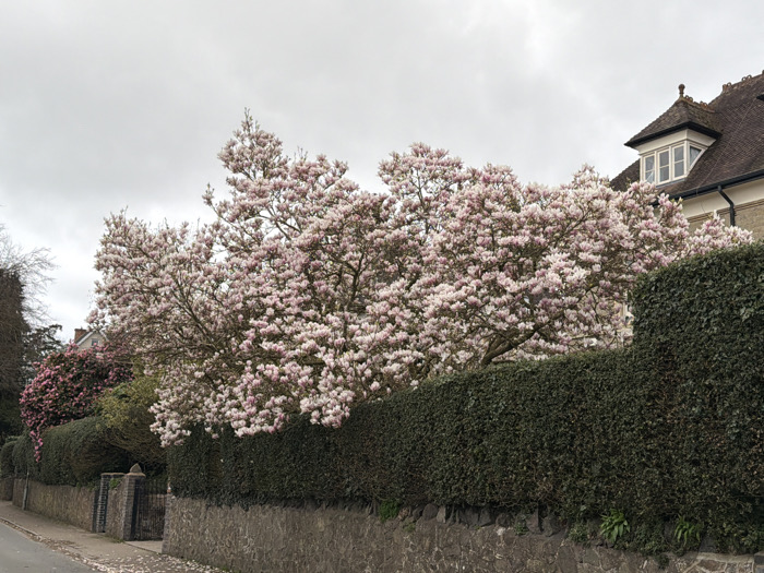 The scene displays a residential street in Malvern Hills, United Kingdom, under an overcast sky. A large, densely flowered magnolia tree with numerous light pink and white blossoms occupies the central and upper portions of the image, extending above a dark green, trimmed hedge. The hedge sits atop a low dry-stone wall that parallels the street. To the right, a section of a multi-story house is visible behind the magnolia and hedge, featuring light-colored exterior walls, a brown tiled roof with a finial, and a gabled dormer window with white frames. A dark downpipe is also apparent on the house's exterior. To the left, along the stone wall, a stone gate pillar and a dark metal gate are visible, with a large shrub bearing dark pink flowers positioned behind the wall. The foreground shows a narrow strip of asphalt or pavement with scattered light pink petals. No individuals or active subjects are present.