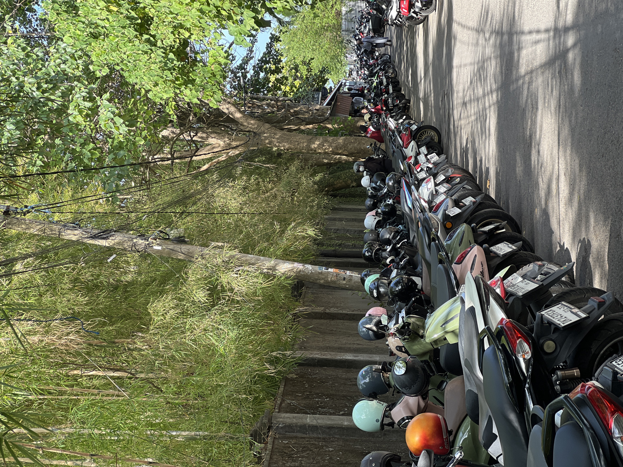 A long line of parked scooters is visible on a paved road in Denpasar, Indonesia, bordered by a concrete wall and lush bamboo on the left, and a street lined with trees on the right. The scooters are densely packed, with numerous helmets resting on their seats and handlebars. A few individuals are casually standing or walking amidst the parked vehicles, suggesting a public area or parking lot. The sunlight casts dappled shadows from the trees onto the road, indicating it is daytime. The scene conveys a sense of everyday life in a bustling urban environment, common in cities like Denpasar.