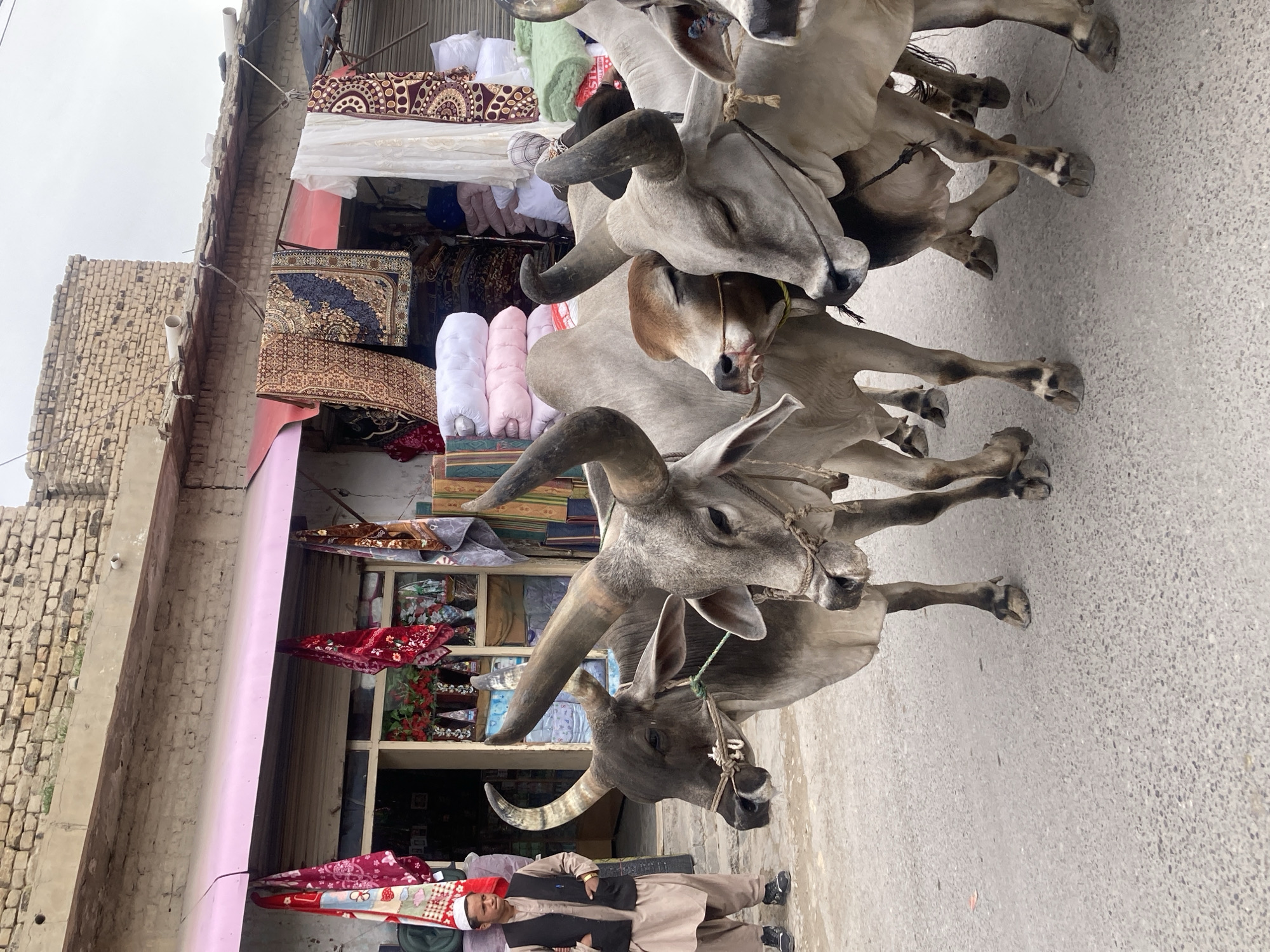 The image shows four gray oxen standing on a paved street in front of a building in Quetta City Tehsil, Pakistan. The oxen are tethered with ropes around their muzzles. A man stands in front of the oxen. He wears a brown salwar kameez, a black waistcoat, a white kufi, and black shoes. The building behind them has a pink awning. Carpets, fabrics, and bedding are displayed for sale in the building's window. A brick building is partially visible to the left of the main building. The sky is overcast.