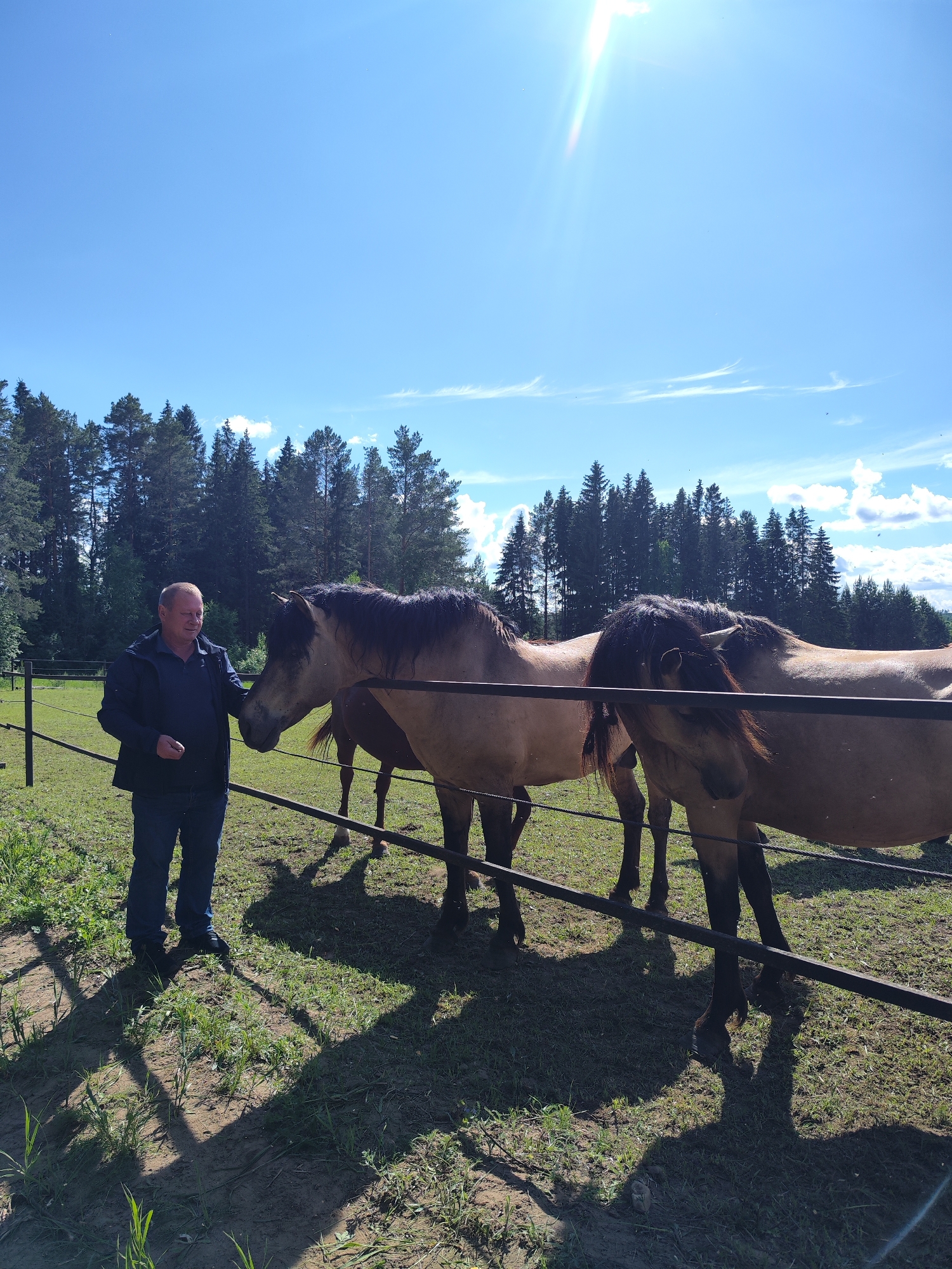 The image depicts a sunny, outdoor scene in what appears to be a fenced-in pasture. A man stands to the left of the frame, wearing a dark blue jacket and blue jeans. He appears to be interacting with three horses behind the fence. The horses are a light brown color with dark manes and tails. The backdrop consists of a forest of tall, green trees under a bright blue sky. The ground is covered in grass, with patches of dirt visible. The scene appears to be in a rural setting. There is no direct evidence in the image to confirm the location as the city of Opary, Russia, though the landscape is consistent with the region.