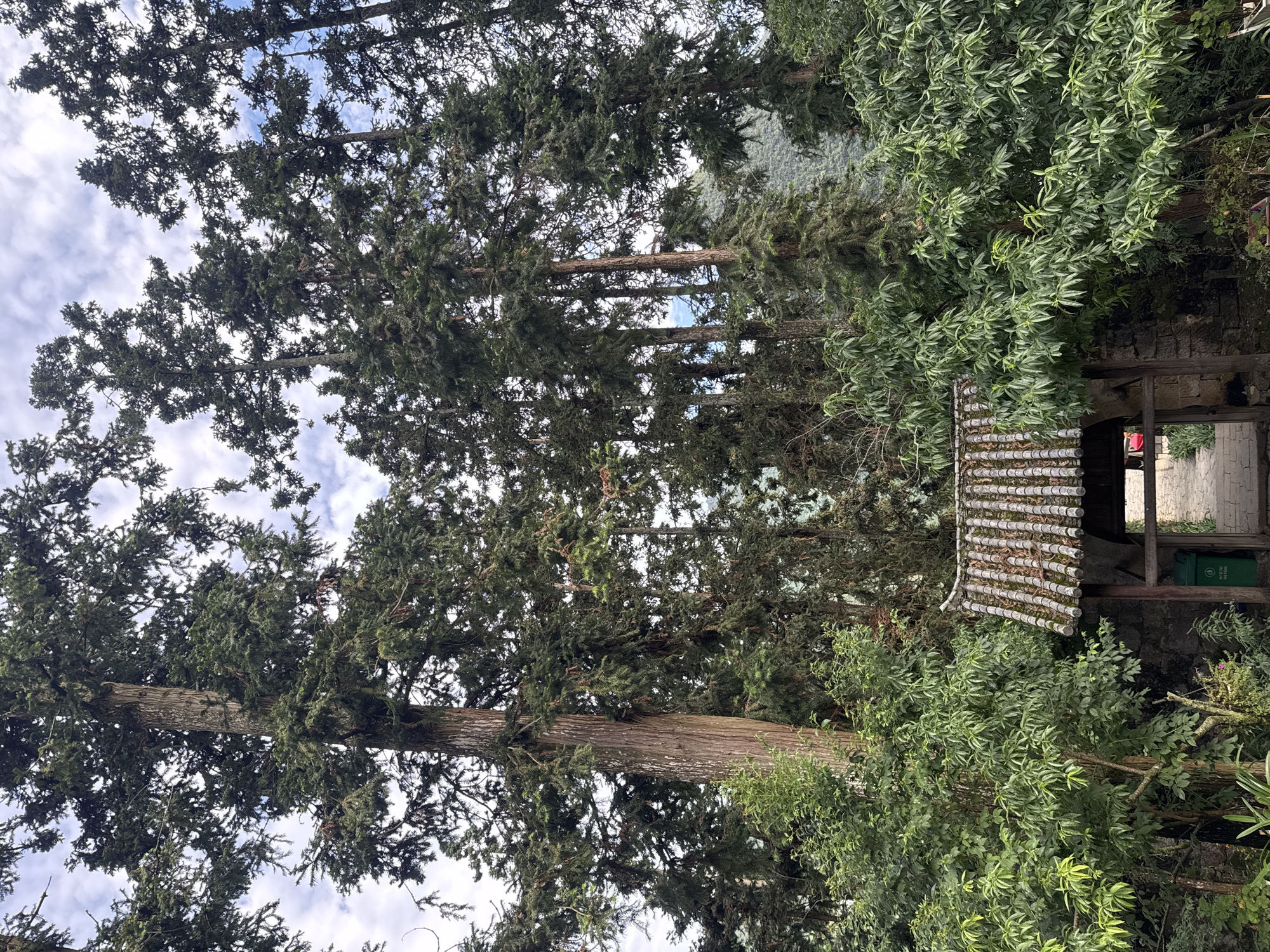 The image, likely taken in Sà Phìn Commune, Vietnam, depicts a view upwards into a dense canopy of trees. The sky is visible in patches through the branches, revealing a partly cloudy sky. To the right, a structure with a corrugated roof is partially visible, obscured by foliage. The building seems to be integrated into the natural environment. In front of the structure is a lot of green foliage.