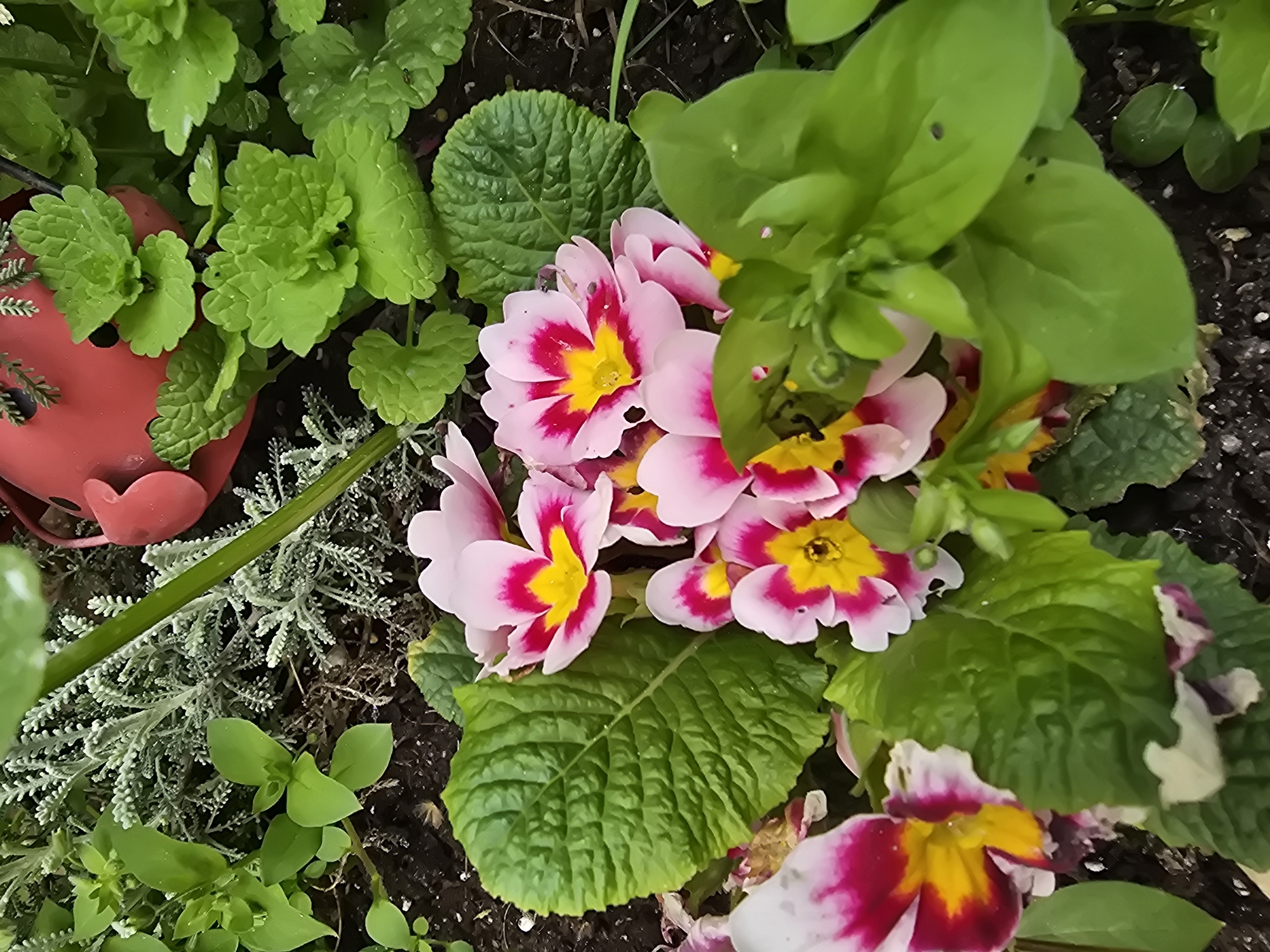 The image shows a close-up view of a garden or flowerbed, with a variety of plants and flowers. The primary flowers in focus are pink and white with yellow centers. Large green leaves surround the flowers. To the left, there is a red decorative object, possibly a planter or ornament. Various other green plants with smaller leaves fill the space around the central flowers and the red object. The overall environment suggests an outdoor setting. The location is Unknown, Unknown.