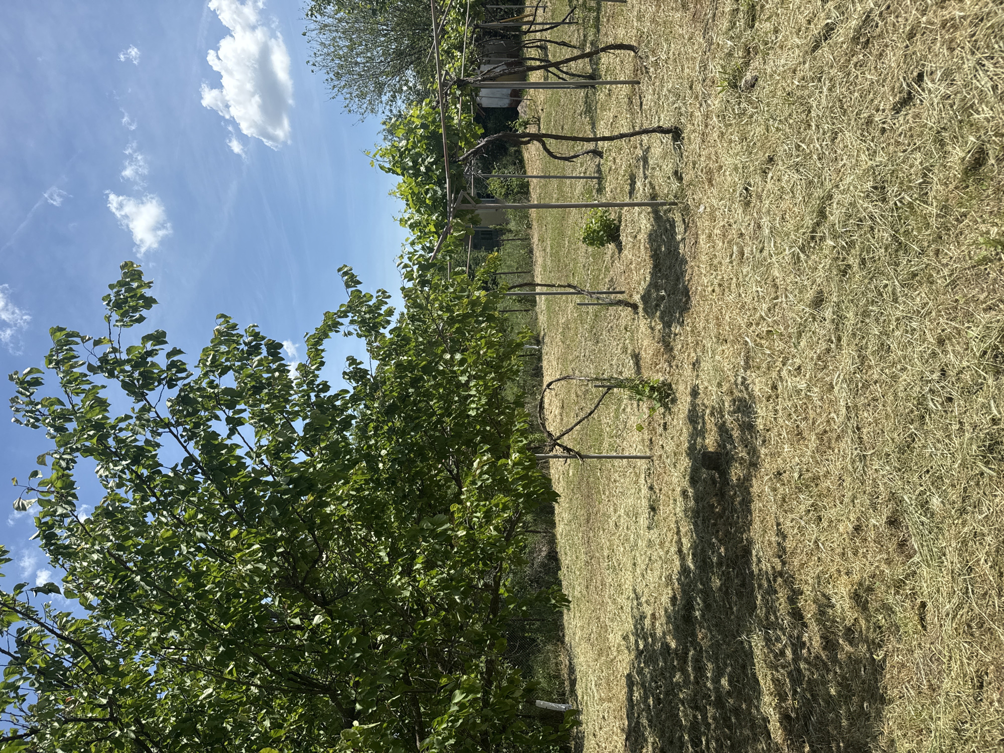 The scene is an outdoor view of a yard or field in Drenovets, Bulgaria. A large tree with green leaves is in the foreground on the left. To the right, there is a row of grape vines trained on a wire trellis system. The ground is covered in dry grass. In the background, a blue sky with scattered clouds is visible.