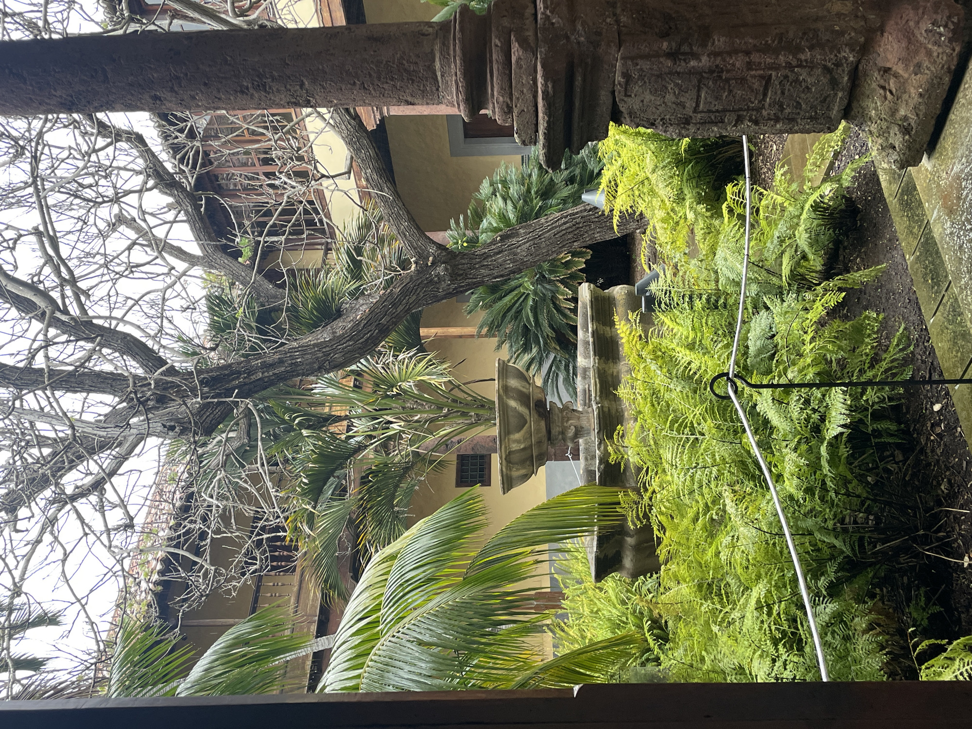 This media file captures a serene, verdant courtyard, likely part of a historic building in San Cristóbal De La Laguna, Spain. The perspective is from under a dark wooden beam, looking into the enclosed space.
The main subjects are a mix of lush vegetation and historic architecture. A prominent feature is a large, mature tree with an expansive network of bare, gnarled branches reaching towards a bright, overcast sky on the left. This deciduous tree contrasts with several vibrant green palm trees, including large-fronded varieties and smaller, sago-like palms, which are scattered throughout the courtyard. On the right, a dense bed of bright green ferns flourishes, adding a rich texture to the ground level. Partially visible within the foliage is a multi-tiered stone fountain, suggesting a central decorative element.
The courtyard is defined by sturdy, ornate stone pillars or columns, one of which is prominent in the upper right, displaying carved details. The building walls, visible through the trees and greenery, are a warm, light yellow or cream color, featuring windows with traditional wooden grilles or panes. A thin, silver-colored rod or wire extends diagonally through the ferns, possibly acting as a plant support.
The scene conveys a peaceful and tranquil atmosphere. The soft, diffused lighting indicates an overcast day, contributing to the serene mood. No human activity or visible text is present in the image. The architectural style, combined with the mix of foliage, strongly suggests a historical setting typical of Spanish or Mediterranean courtyards.