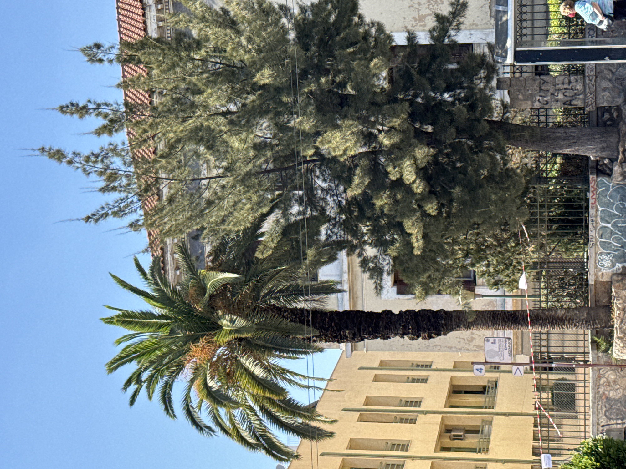 The image captures a street scene in Athens, Greece, characterized by lush greenery and architectural elements. In the foreground, a tall palm tree stands prominently, its fronds reaching towards a clear blue sky. Beside it, a dense evergreen tree with feathery needles partially obscures the background. Behind these trees, two buildings are visible. The building on the left is modern with a pale yellow facade and vertical windows, while the building on the right appears older, with a light-colored, weathered exterior and a red-tiled roof. A black metal fence runs across the mid-ground, separating the street from the properties. The fence is adorned with red and white striped tape in some sections, suggesting a temporary closure or caution. On the sidewalk, a person wearing a blue and white striped shirt and a red mask is walking away from the camera, carrying a bag. The street features graffiti on a stone wall near the fence. Power lines are visible strung between poles, crossing over the trees. A street sign with the number "4" and Greek text is mounted on a pole. The overall impression is a sunny day in an urban environment with a blend of natural and built elements.