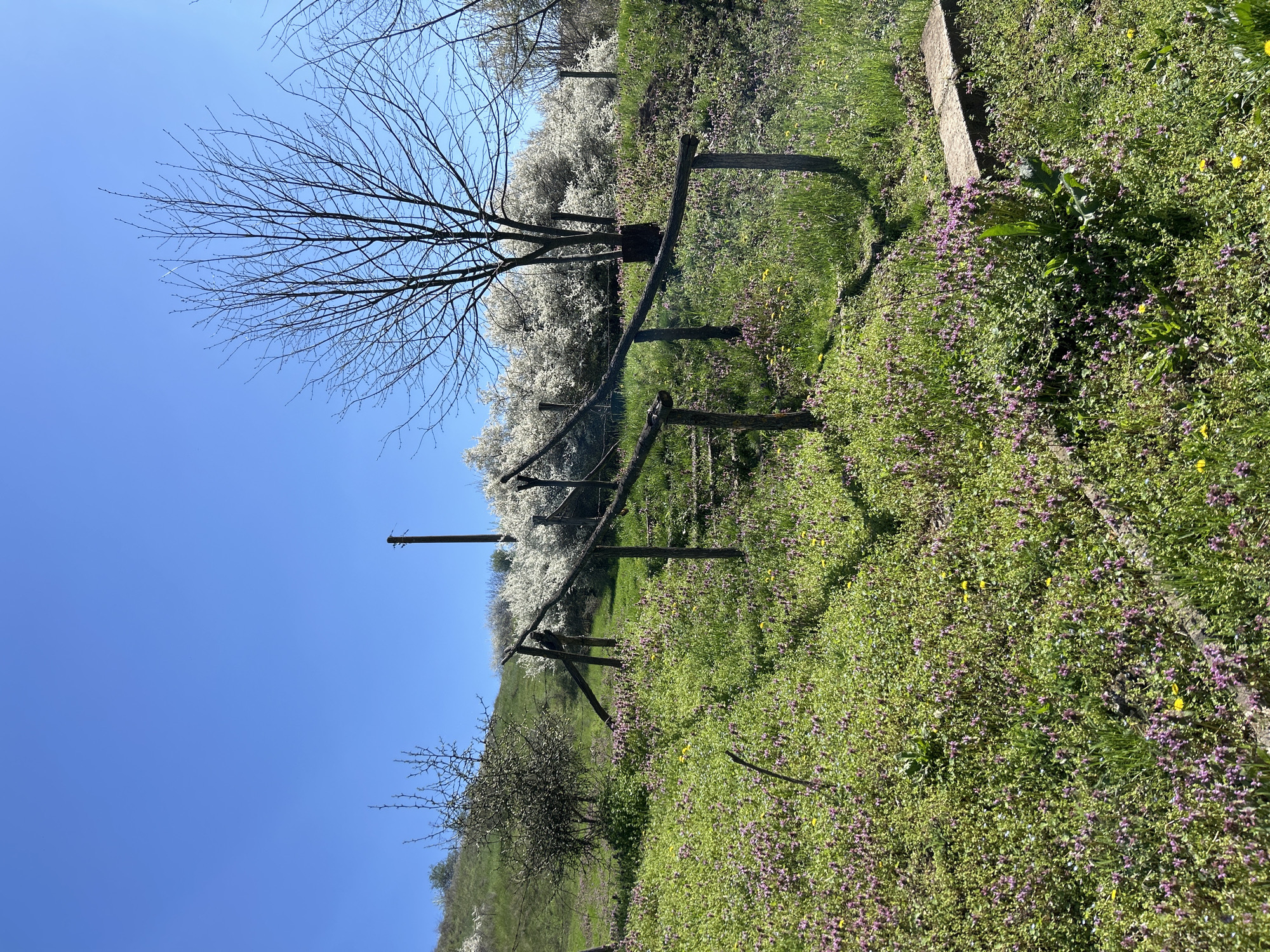 The image depicts a rural scene likely in Chavdartsi, Bulgaria, given the user's prompt. A wooden fence runs diagonally across the frame, dividing a grassy hillside. The hillside is covered in green vegetation, interspersed with purple and yellow wildflowers. Behind the fence are trees with bare branches, and further back are flowering trees with white blossoms. The sky is a clear, bright blue. No people or animals are visible.