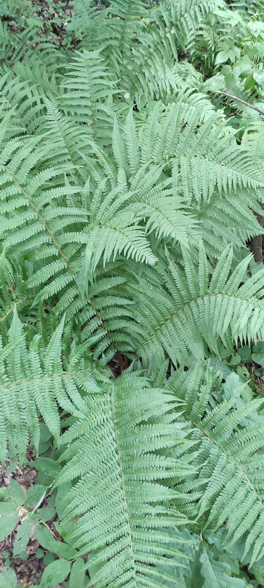 The image is a close-up, overhead view of lush, green ferns growing in a forest setting. The ferns are the primary subject, filling the frame with their intricate fronds, characterized by numerous small, serrated leaflets. They are densely packed, creating a textured canopy.
The scene is a natural environment, likely a forest floor, indicated by the presence of brown leaf litter and some other green foliage, possibly undergrowth or other plant species, peeking through the ferns. There are no visible people or animals.
The lighting suggests it might be daytime, but the dense foliage creates a somewhat subdued light. There are some small water droplets visible on the fern leaves, hinting at recent rain or dew, suggesting a damp or humid environment. The overall impression is one of abundant, verdant growth in a natural, possibly shaded, woodland area.
There is no visible text in the image. The location context of Rosinka, Russia, implies this is a natural scene from that region. The activity taking place is simply the passive growth of the ferns.