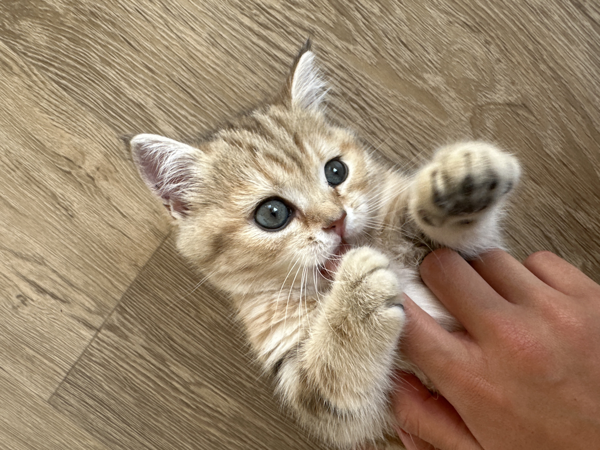 A fluffy, ginger and white tabby kitten with large blue eyes is lying on its back on a wooden floor, being petted by a human hand. The kitten's paws are extended, one of them touching its own mouth. The environment appears to be indoors, on a floor made of light-colored wood planks. The lighting suggests it is daytime, possibly with natural light coming from a window. There is no identifiable information about the location in Mókino, Russia.