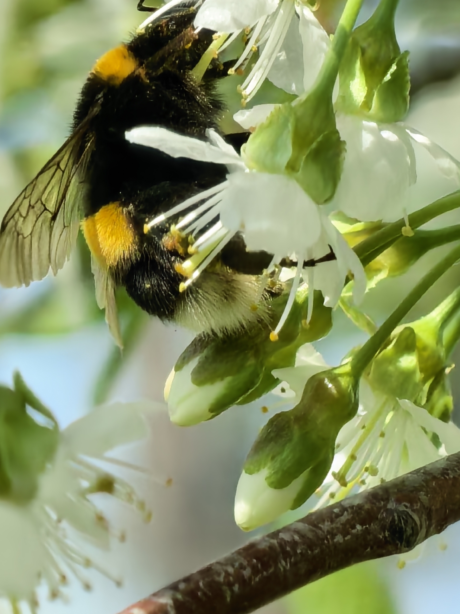 A close-up shot depicts a bumblebee nestled among white blossoms and green buds on a branch. The bumblebee is predominantly black with a prominent yellow band around its abdomen. The white blossoms are delicate, featuring numerous stamens. The green buds are tightly closed. The branch is textured and brown. The background is out of focus, suggesting a natural setting. The image does not include any discernible indicators of a specific location like Sapareva Banya, Bulgaria.