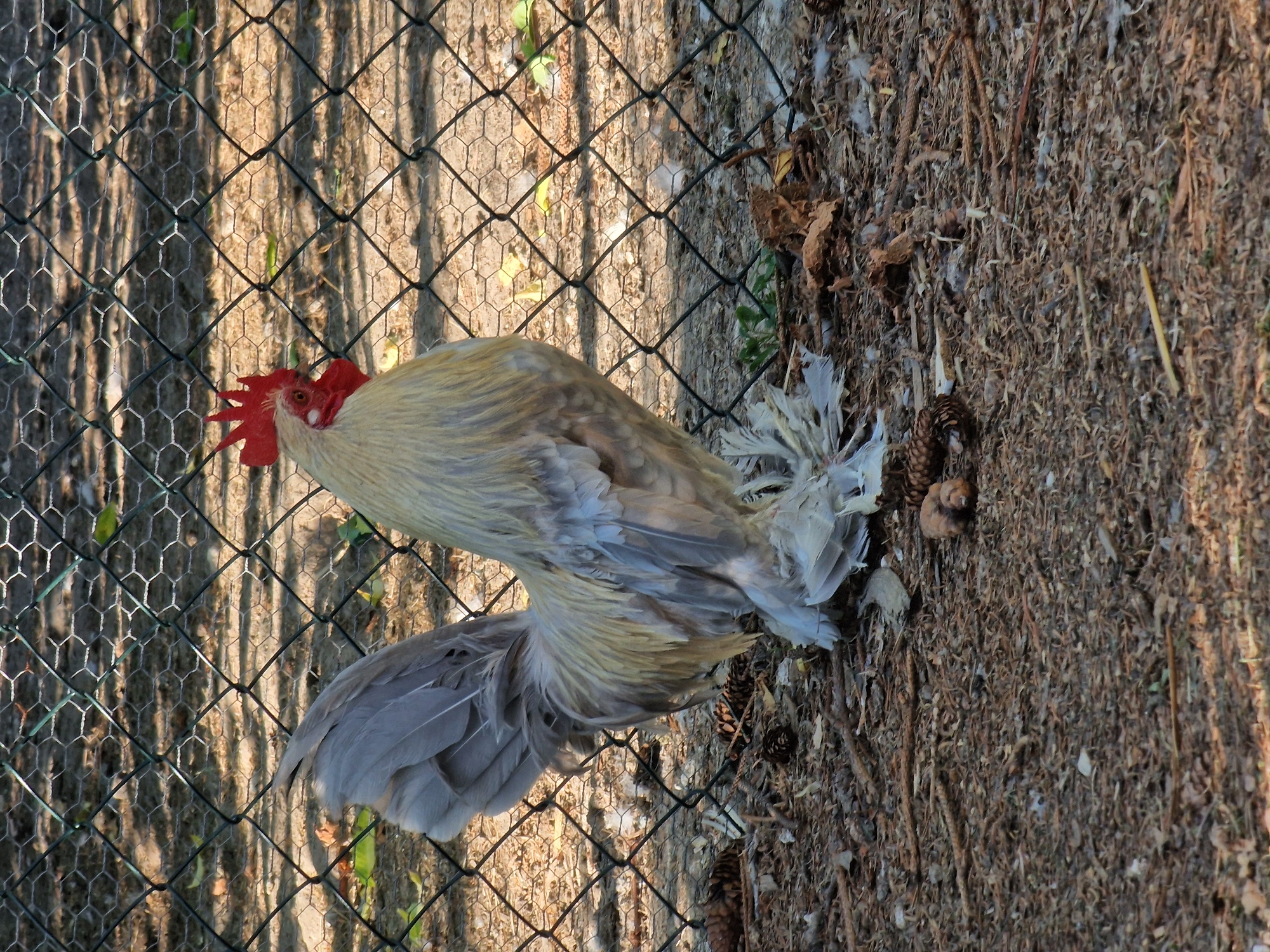 A rooster with pale gold and grey feathers stands on the ground, partially behind a wire fence. The rooster has a red comb and wattle, and its tail feathers are prominently displayed. The ground is covered with dry leaves, twigs, and pinecones, suggesting an outdoor setting. The lighting indicates it is daytime, with sunlight casting shadows through the fence. The rooster is not actively engaged in any particular event; it appears to be standing still. The scene is set in Lipí, Czechia. There is no visible text in the image.