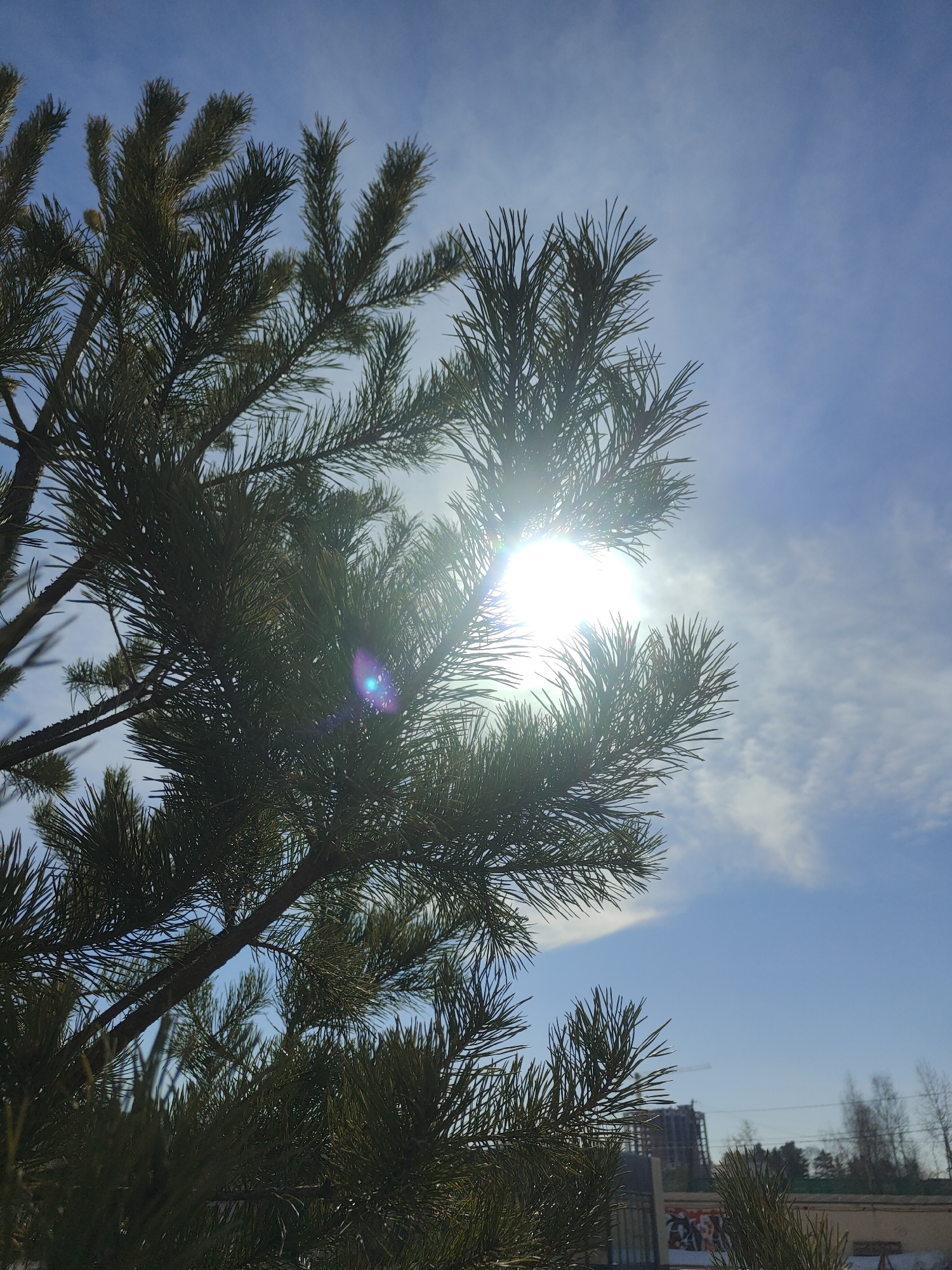 The image shows a view of the sky through the branches of a pine tree. The sun is visible through the branches, creating a bright glare. The sky is blue with scattered white clouds. In the background, a building under construction and other buildings can be seen. The location is Chaikovsky, Russia.