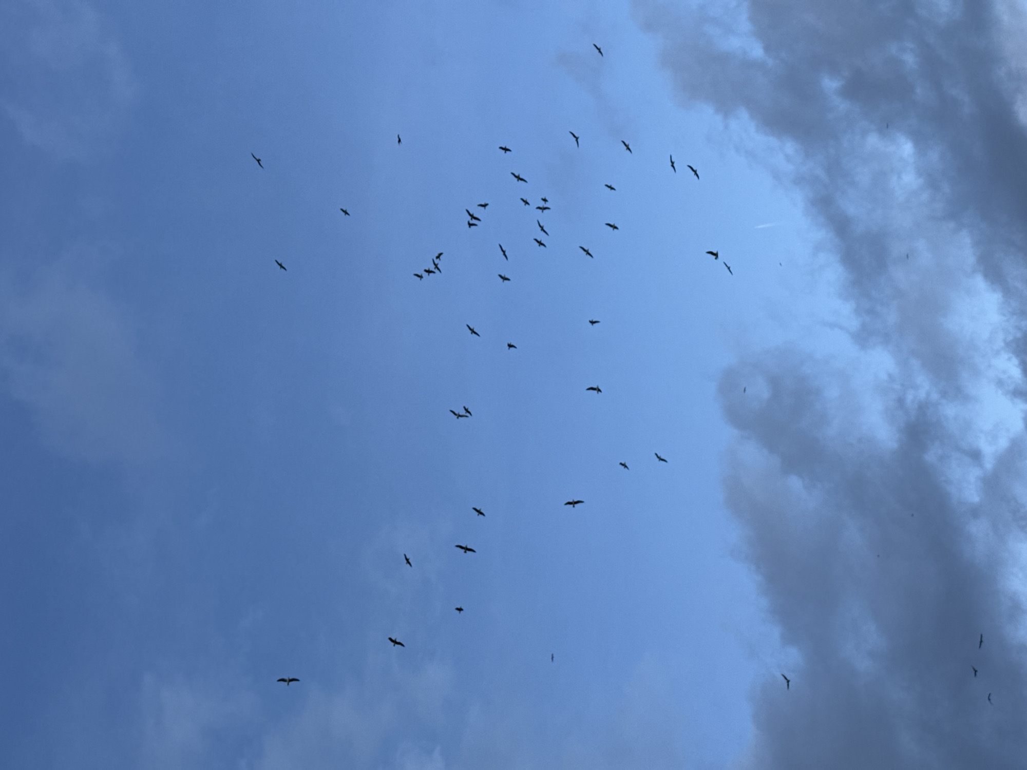 The image displays an expanse of sky above Barcelona, Spain, under ambient daylight conditions. The sky is predominantly blue, featuring scattered cloud formations. The upper two-thirds of the frame show lighter, wispy clouds, while the lower third contains denser, darker grey clouds. Numerous birds, approximately 50-60 individuals, are visible in silhouette against the sky. They are scattered across the frame, with a notable concentration in the middle-right section, depicted in various stages of active flight. A faint white linear contrail, indicative of an aircraft, is present in the mid-right area of the blue sky. No other subjects, objects, or human figures are discernable.