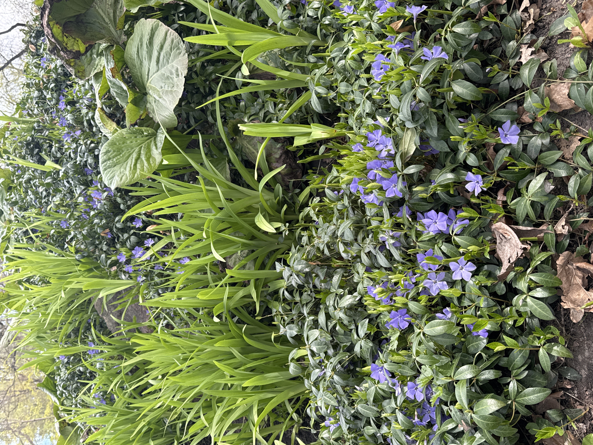 A ground-level, outdoor shot depicts a garden bed. On the left, large green leaves and tall green grass-like plants dominate. To the right, a ground cover plant with small, rounded green leaves and tiny blue flowers spreads. Some dry, brown leaves are scattered on the right side of the image. The lighting suggests an overcast day. The image may be taken in Saint Petersburg, Russia.