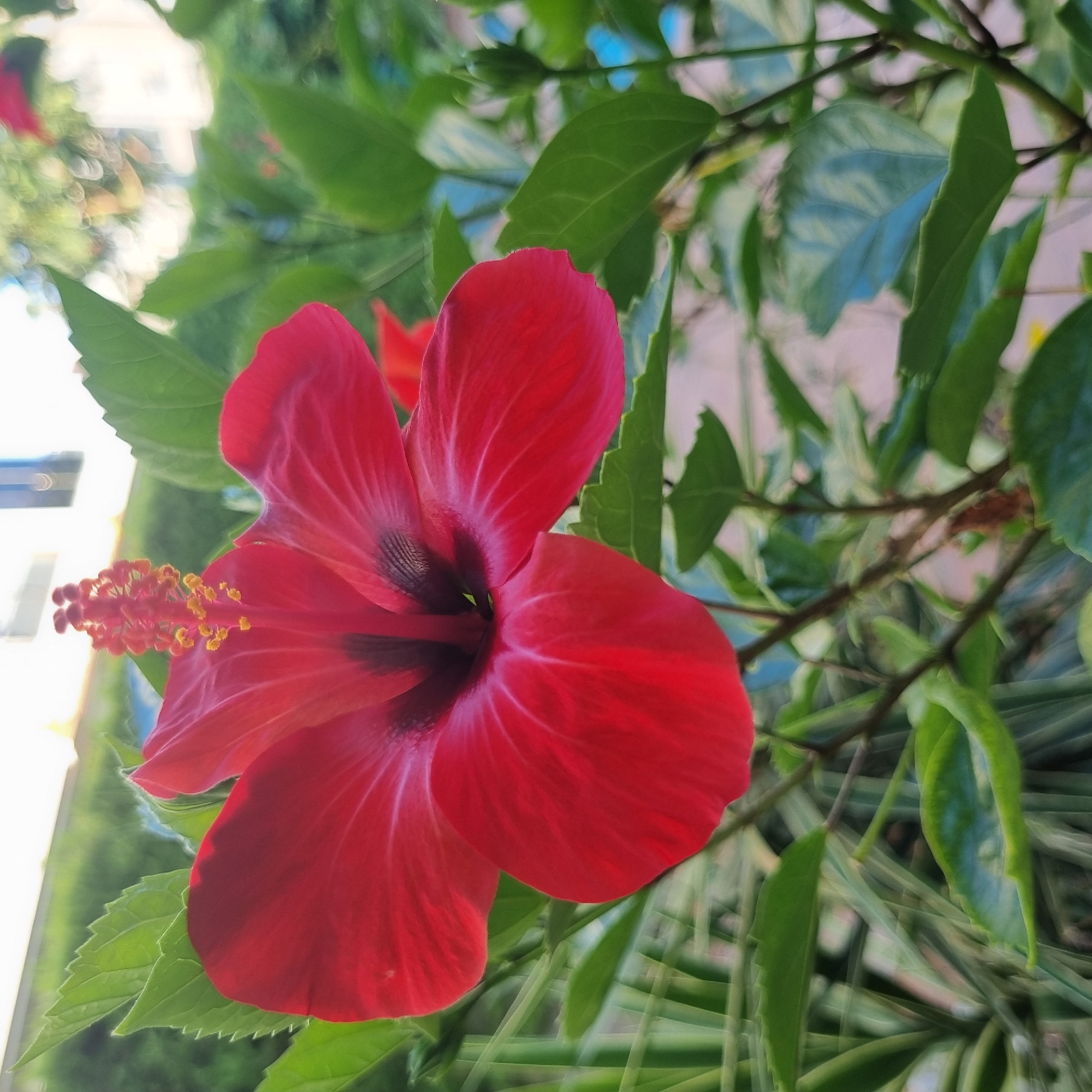 A close-up, outdoor, eye-level shot shows a bright red hibiscus flower in full bloom. The flower's petals are delicate and unfurled, with darker red veins radiating from the center. The pistil, a thin, stamen-like structure, extends upward from the flower's core and is tipped with yellow pollen. The flower is surrounded by lush green leaves, some of which are slightly blurred due to the shallow depth of field. In the background, the scene is softly out of focus, with hints of greenery and some structures that appear to be buildings or fences, suggesting an urban or suburban setting. The lighting is natural, with sunlight illuminating the flower from the side, creating highlights and shadows that emphasize its texture. The environment appears to be a garden or park. The location is identified as Konyaaltı, Turkey. No people are present in the image.