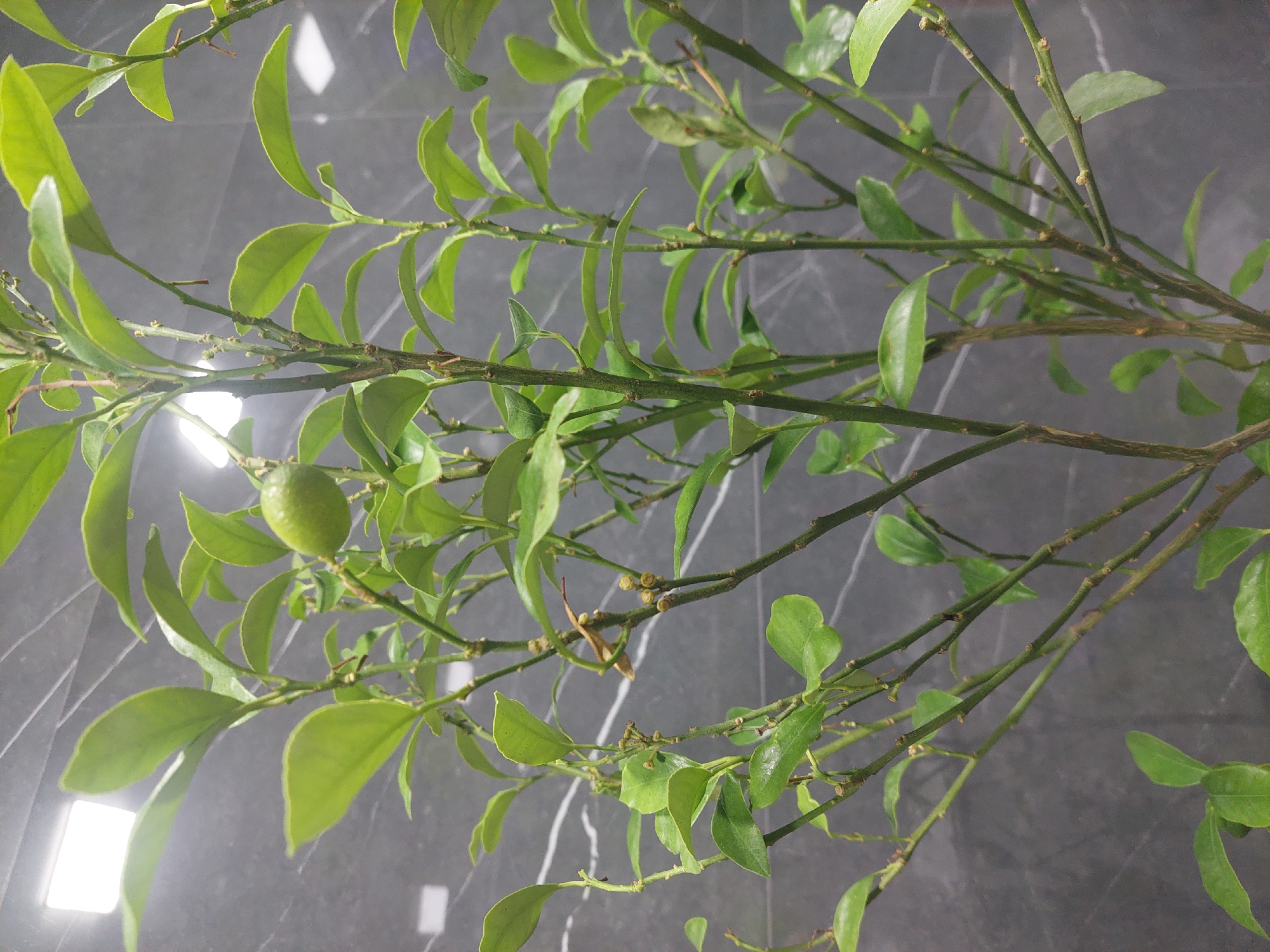 The image presents a close-up view of a green plant, likely a small citrus tree or shrub, set against a dark grey tiled surface with white veining. The plant features numerous small, vibrant green leaves and slender, branching stems. One prominent, small, round green fruit, resembling an unripe lime, hangs from a branch towards the left side of the frame. The stems also show small buds or nodes, indicating potential new growth or remnants of flowers.
The background is a dark, glossy tiled surface that reflects several bright, rectangular light sources, suggesting an indoor setting with artificial illumination. There is no activity taking place, and no people or visible text are present in the image. The time of day is indeterminate due to the artificial lighting. The scene focuses solely on the botanical elements.