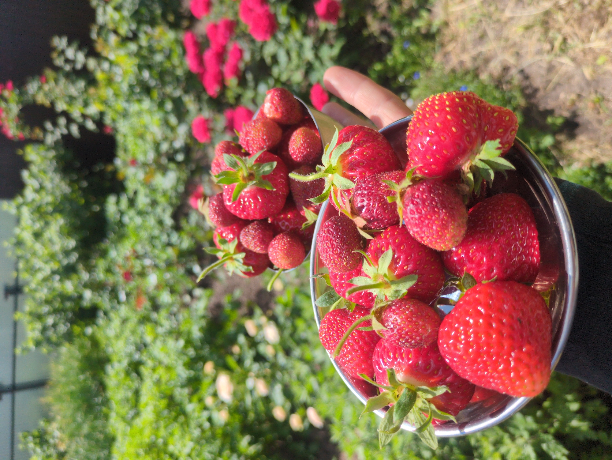Two metal bowls of fresh strawberries are held by a person's hand in an outdoor garden setting. The foreground bowl is overflowing with bright red strawberries, some with visible green stems and leaves. Behind it, a second bowl also contains a cluster of strawberries. The background is filled with lush green foliage and vibrant pink flowers, suggesting a sunny day in a garden. The overall scene depicts a successful harvest of ripe strawberries in a natural environment.