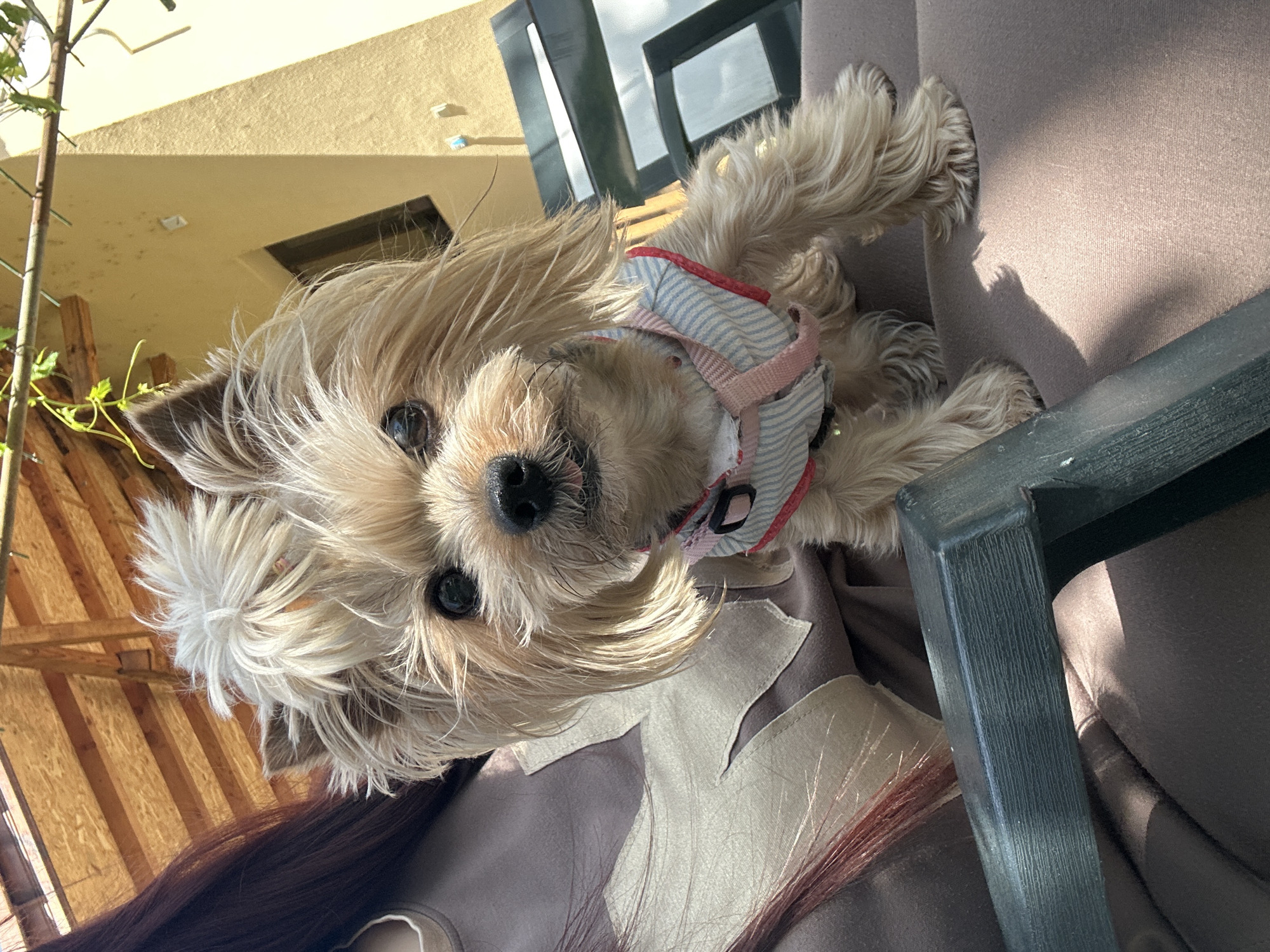 A medium-shot photograph shows a small, tan-colored dog wearing a striped harness with pink accents. The dog is the primary subject and is positioned in the upper-center of the frame, looking directly at the camera with its black eyes. The dog has long, shaggy fur around its face and body.
The dog appears to be sitting in someone's lap, with reddish-brown hair visible at the bottom of the frame. The person is wearing a brown shirt with light tan patches.
The background features a window frame in the upper-center of the frame, with a building in the upper-left, and a sparse plant with thin stems on the left side.
The angle of the shot is slightly skewed. The location is unknown.