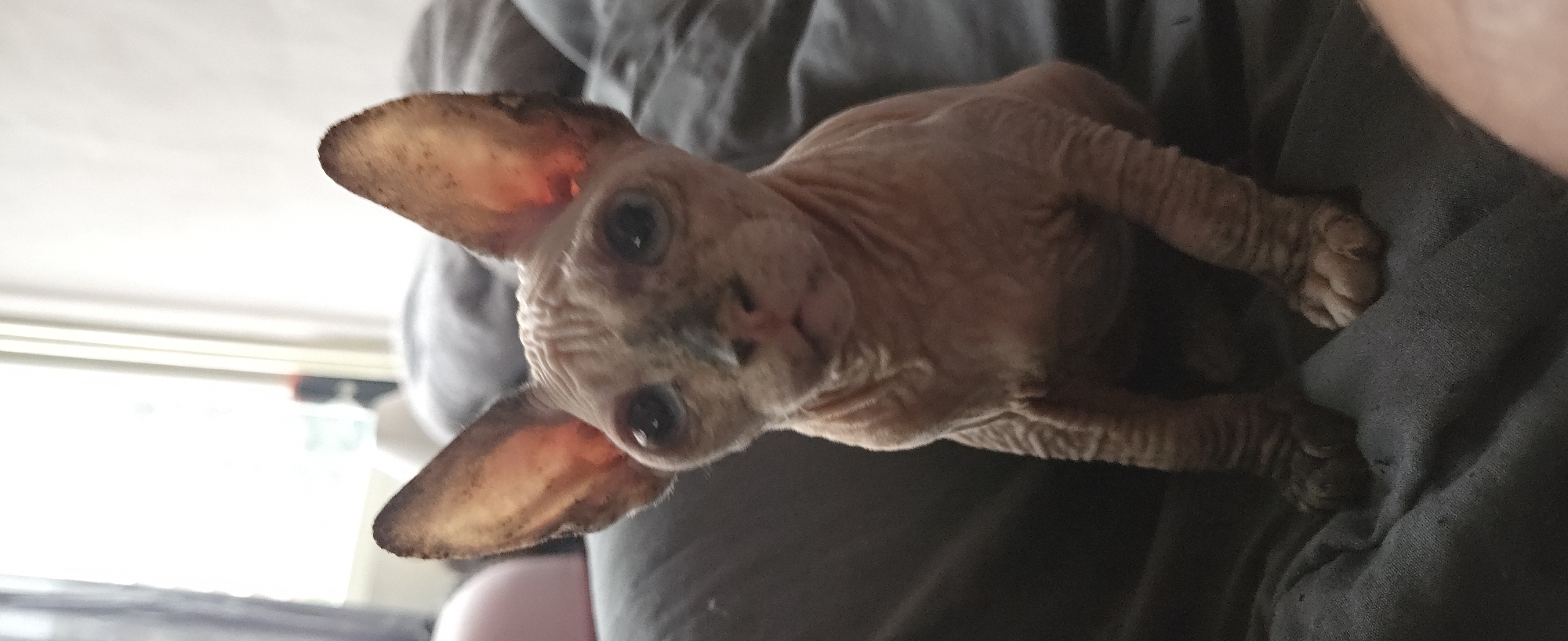 The image features a close-up portrait of a hairless Sphynx cat, held by an unseen individual, likely in an indoor setting in Sofia, Bulgaria. The cat's body is predominantly a light pinkish-beige, covered in characteristic wrinkles that are clearly visible, particularly around its large, inquisitive dark eyes and forehead. Its prominent, pointed ears show a warm, translucent orange glow, suggesting strong natural light, likely from a window, indicating a daytime scene.
The cat is positioned with its head slightly tilted, gazing directly at the camera with an intense and curious expression. A darker marking is noticeable around its nose and mouth. The cat rests against dark gray or black fabric, which appears to be clothing worn by the person holding it. One of the cat's front paws, with clearly defined toes, is visible curled against this fabric. The background is largely blurred, showing a bright white area at the top left, consistent with an indoor environment with significant ambient light. There is no visible text in the image. The overall impression conveys a tender interaction between the cat and its holder.