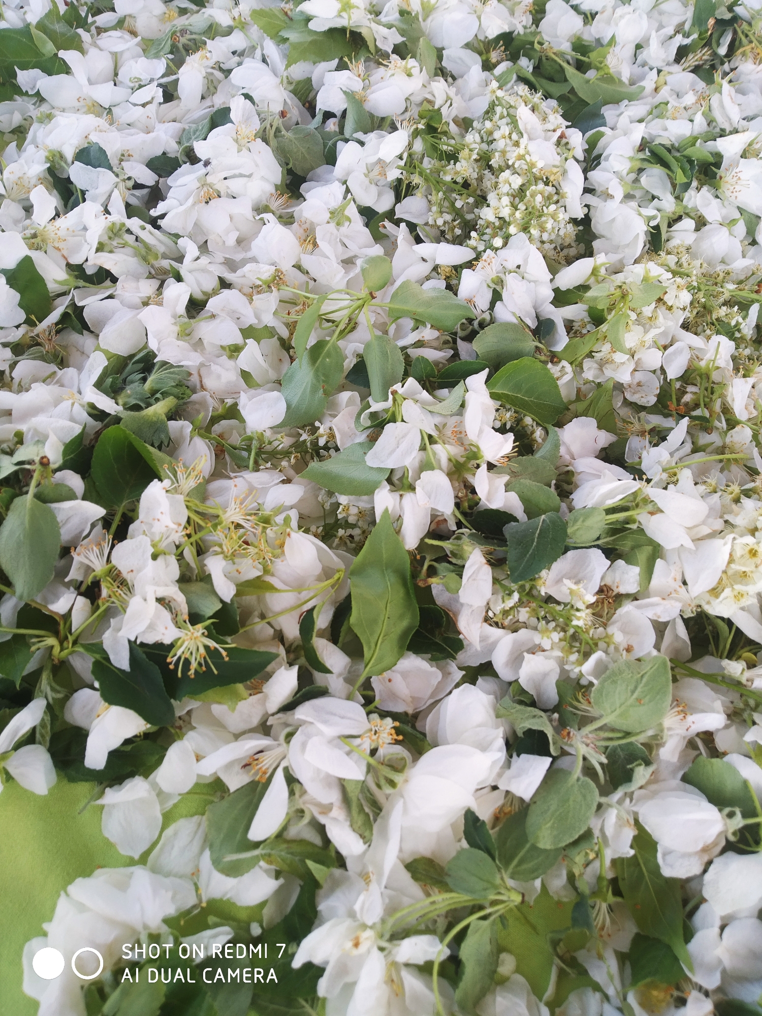 The image depicts a dense collection of white flower petals and green leaves spread out on a surface with a light green portion visible at the lower left corner. Some of the flowers are intact, displaying their yellow stamens. Another type of small white flowers with clusters is also visible in the upper right quadrant. There is no evidence or reference to Ochansk, Russia, or any people in the image. The focus is purely on the flora.