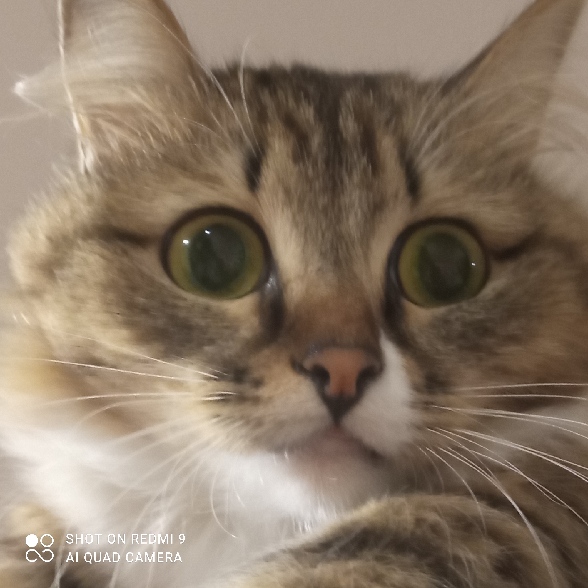The image is a close-up, head-on shot of a tabby cat. The cat has large, round, green eyes with reflections, a pink nose, and prominent white whiskers. Its fur is a mix of brown, black, and white. The background is a plain, light-colored surface, likely a wall or fabric. The bottom left corner of the image contains a watermark that reads "SHOT ON REDMI 9 AI QUAD CAMERA". There is no visible indication of the cat's location within the city of Chaikovsky, Russia, or any other specific geographical context. The cat appears to be looking directly at the camera.