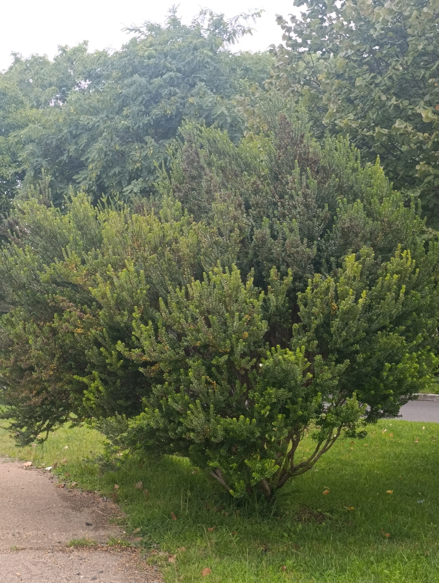 The image shows a dense, rounded shrub with dark green foliage, some of which appears to be browning or dead. The shrub is situated on a patch of green grass next to a gravel path. In the background, there are mature trees with leafy canopies and a pale, overcast sky. The scene is outdoors and appears to be in a park or residential area within the city of Setúbal, Portugal, given the context of the prompt. There are no people or animals visible in the image, and no specific actions or interactions are depicted. The environment is naturalistic, with the shrub and trees forming a prominent part of the landscape.