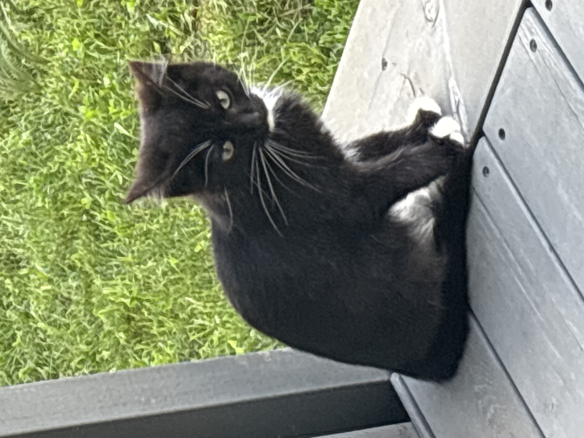 A black and white cat with prominent white whiskers sits on a grey wooden deck. The cat is facing slightly to the right, with its head turned towards the viewer. Its eyes are green and it has a white patch on its chest and white paws. Behind the deck, green grass is visible. The image appears to be taken outdoors during the daytime. There is no visible indication of the city of Zvenigorod, Russia.