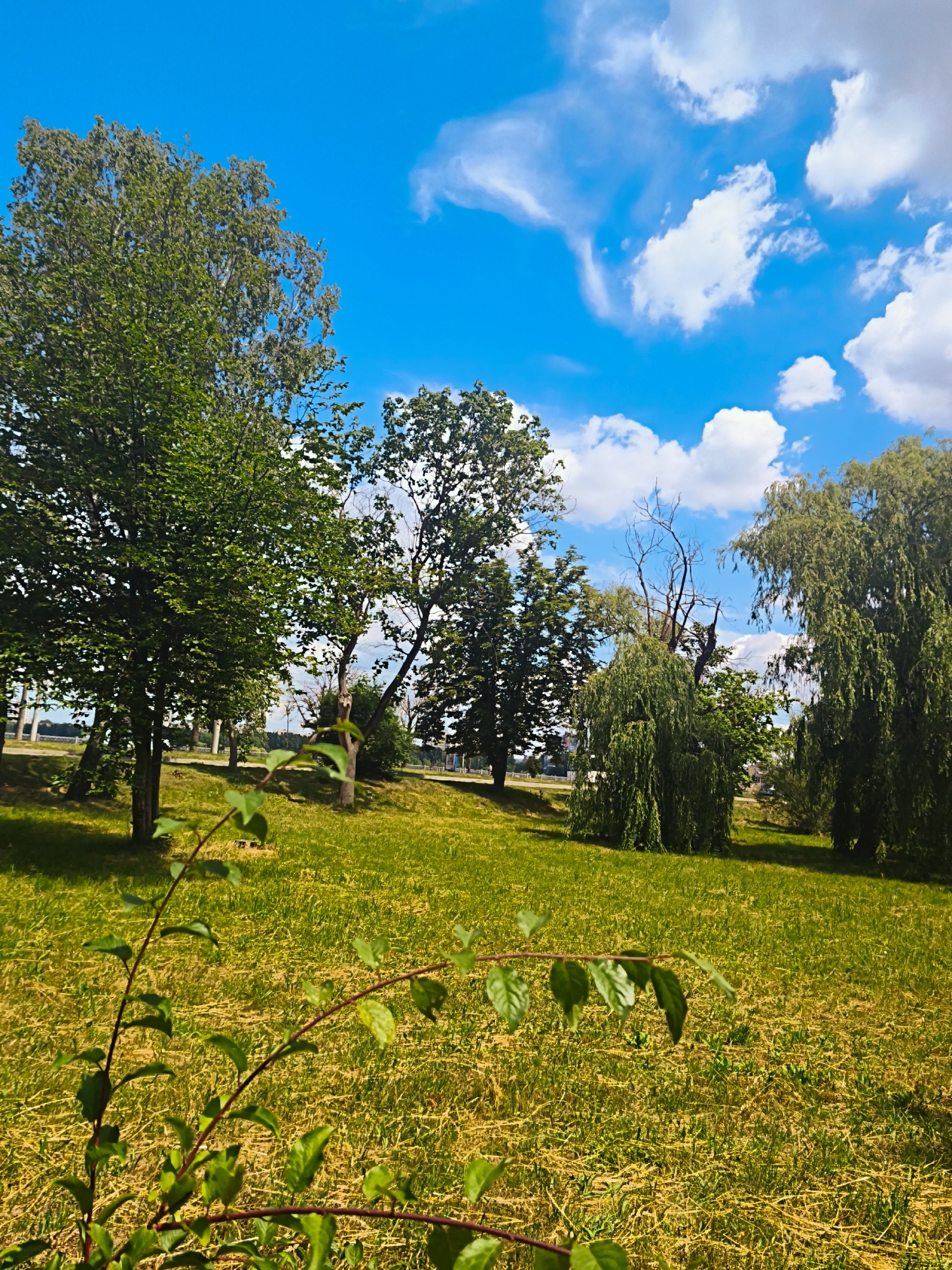 This media file captures a vibrant outdoor scene on a sunny day in Ternopil, Ukraine. The foreground is dominated by a young, leafy branch, its green leaves stark against the bright, yellow-green grass of a park or open field. Beyond the branch, a variety of trees create a lush backdrop. On the left, a large deciduous tree with full green foliage stands prominently. To its right, several other trees of varying heights and types are visible, including weeping willows with their characteristic cascading branches, and a striking dead tree with bare branches reaching towards the sky.
The setting appears to be a park or a large grassy area, possibly on a gentle slope, with hints of a road and some distant structures visible in the background, suggesting an urban or suburban park environment. The sky above is a brilliant, clear blue, dotted with fluffy white cumulus clouds, indicating fair weather. The sunlight casts distinct shadows, suggesting it is likely midday or early afternoon. The overall mood is peaceful and serene, emphasizing the natural beauty of the location. There is no visible text in the image.