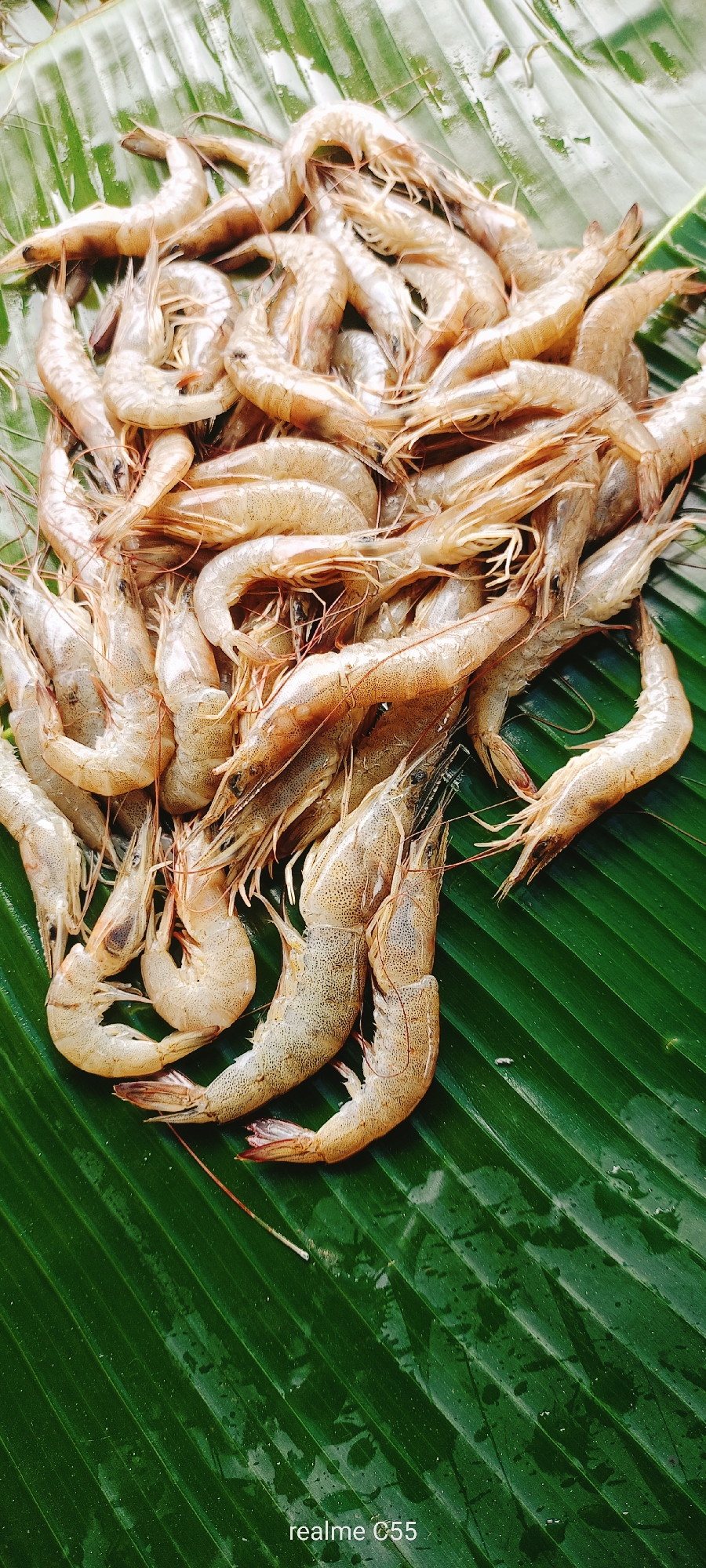 A large pile of raw shrimp is displayed on a large, wet, green banana leaf. The shrimp are mostly a pale, translucent color, with some having a slightly pinkish hue. They are of varying sizes and are arranged in a haphazard manner, with many overlapping each other. Some of the shrimp are curved, while others are straighter. Their legs and antennae are visible. The banana leaf has a ribbed texture and appears to be freshly picked. The lighting is bright and even, casting minimal shadows. The image appears to be taken from a top-down perspective. The background is entirely filled with the banana leaf and shrimp. The bottom right corner of the image contains the text "realme C55" indicating the device used for capture. There is no indication of location in the city of Lhokseumawe, Indonesia.