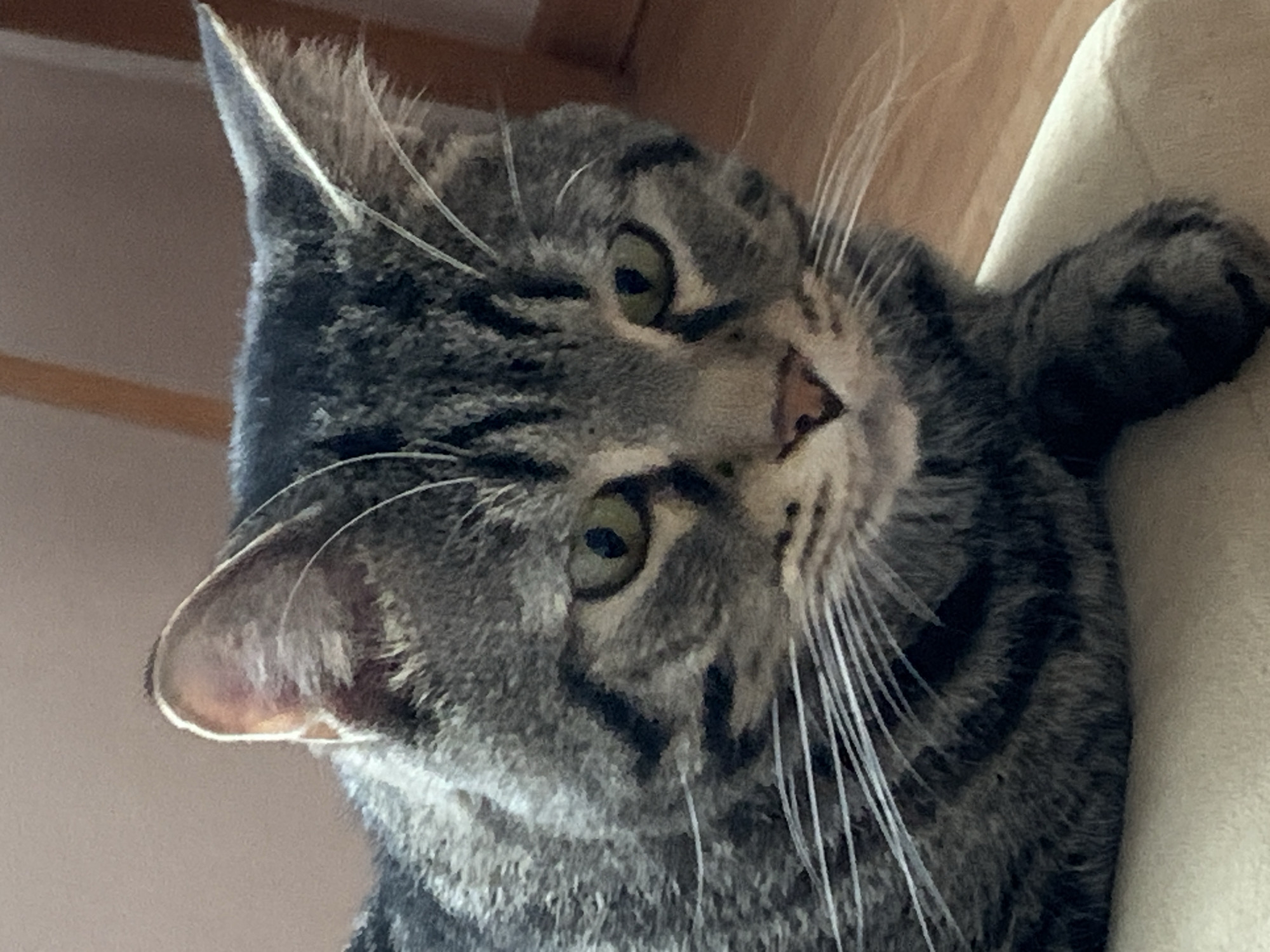 A close-up, angled shot focuses on a tabby cat. The cat's head is tilted to the right, bringing its face into sharp focus. Its eyes are light green. The cat's fur is a mix of gray and black stripes, common in tabby breeds. Long, white whiskers extend outwards. The background includes elements of an interior, such as a tan fabric, which may be part of furniture, and a ceiling. The location is not evident in the picture and therefore it cannot be determined.