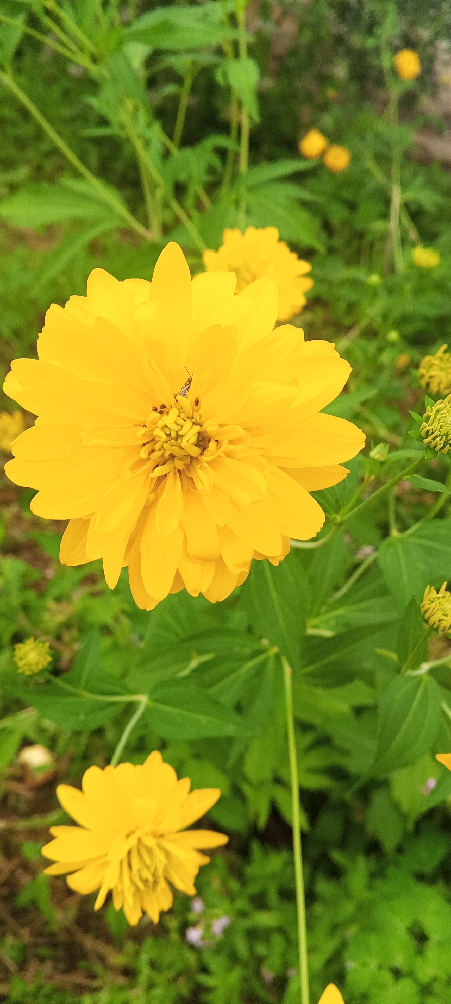 The image shows a close-up of a bright yellow, multi-petaled flower with a small insect perched in its center. The flower is in focus, and the background consists of blurred green foliage and other yellow flowers, some of which are buds. The overall scene depicts a natural outdoor setting, likely a garden or meadow. There are no people or specific landmarks visible that would indicate a location within the city of Dyurtyuli, Russia.