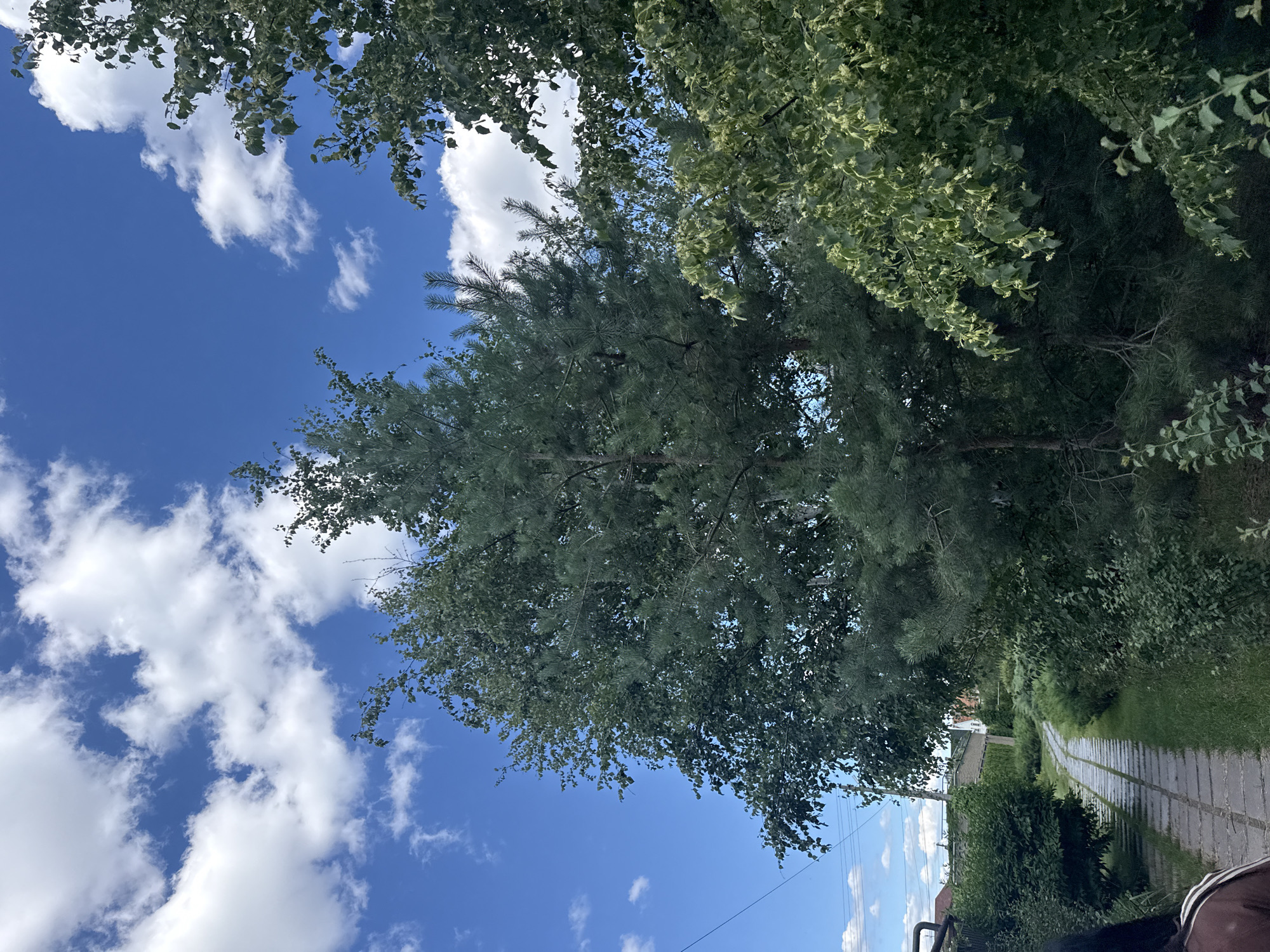The image depicts a pathway made of grey paving stones winding through a lush green garden. The pathway curves to the left, disappearing behind dense foliage. On the right side of the pathway, a tall pine tree with dark green needles dominates the foreground, its branches reaching upwards. To the left of the pine tree, another tree with lighter green leaves is visible. In the background, a low brick wall can be seen, with houses and more greenery beyond it. The sky above is a vibrant blue, dotted with fluffy white clouds. A person, partially visible from the back and wearing a brown jacket with white stripes, is walking on the pathway, heading away from the viewer. The scene appears to be set in Obukhivka, Ukraine, given the context provided.