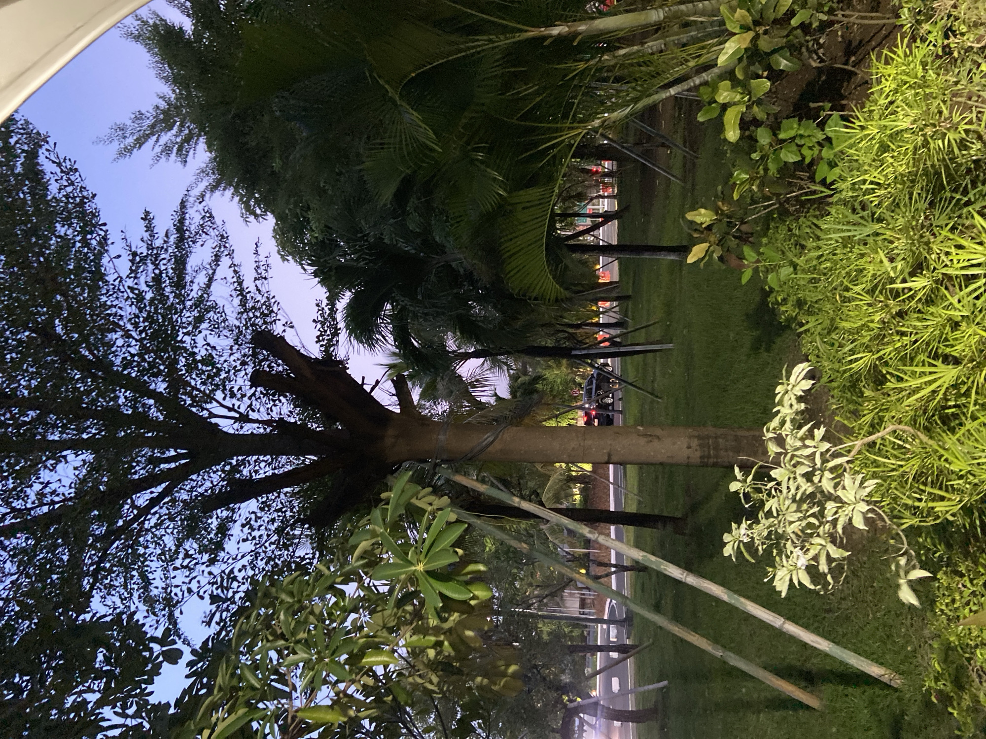 This is an outdoor scene taken from ground level, with a view looking through a canopy of trees and foliage toward a road. The sky is visible in areas between the trees, with a twilight or evening coloration of blue and purple.
Several types of vegetation are present, including tall trees with dense branching patterns, palm trees, and various green shrubs. One tree in the foreground appears to be supported by wooden poles, suggesting a possible effort to stabilize it.
A road is visible through the trees, with vehicles passing along it. Streetlights are present along the road, creating artificial lighting that mixes with the natural light of dusk or dawn. The overall environment suggests a park or green space adjacent to an urban thoroughfare.
It is not possible to confirm this is in Kuta, Indonesia from visual information alone.