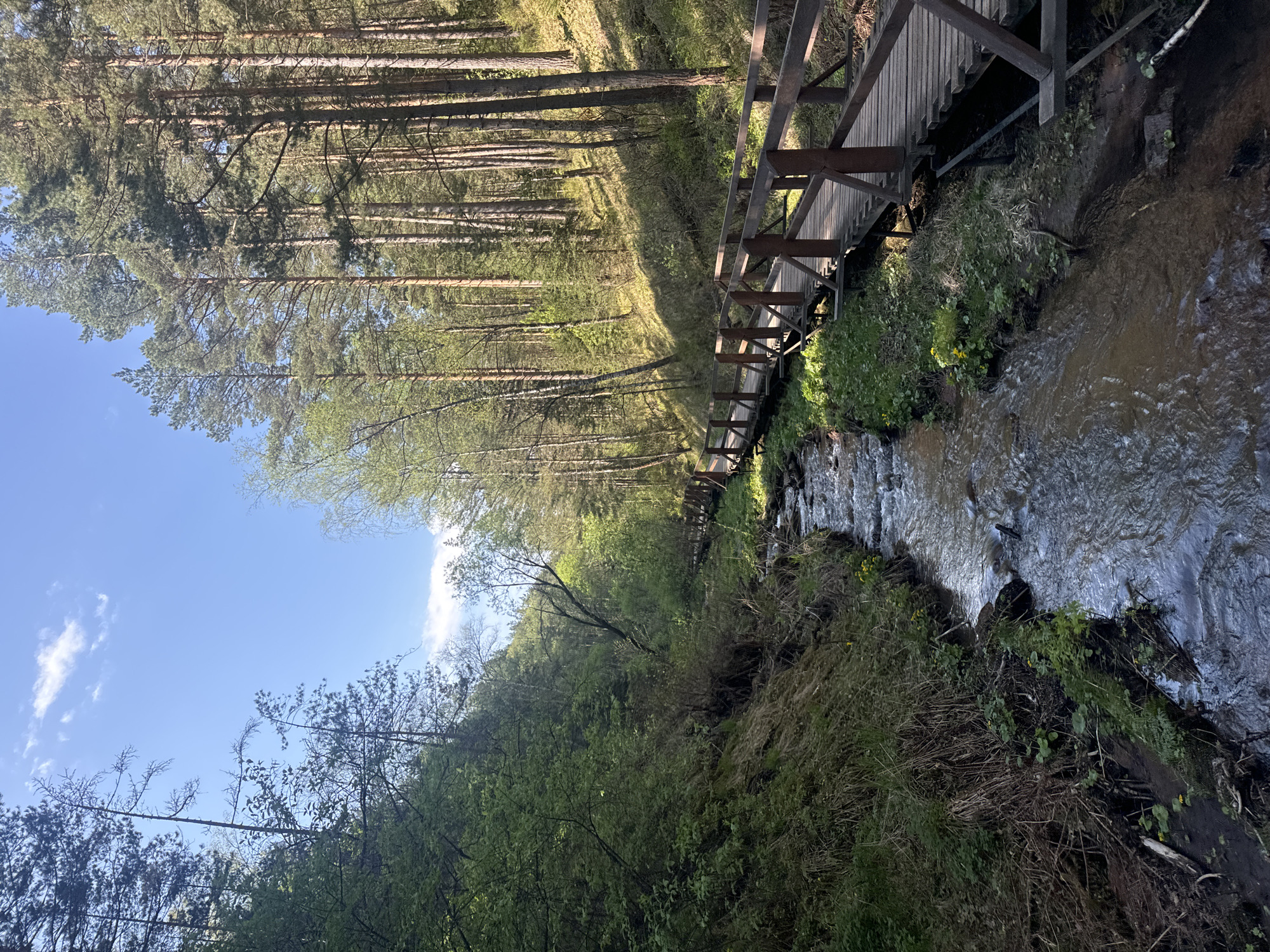 The image shows a forest scene in Krasnoyarsk, Russia, featuring a stream running parallel to a wooden walkway. Tall, slender trees line the left side of the image, reaching towards a blue sky with some clouds. The stream, which is on the right, has visible water movement. The wooden walkway runs alongside the stream. Lush greenery grows along the banks of the stream. The image is oriented vertically, with the sky at the top and the foreground vegetation at the bottom.