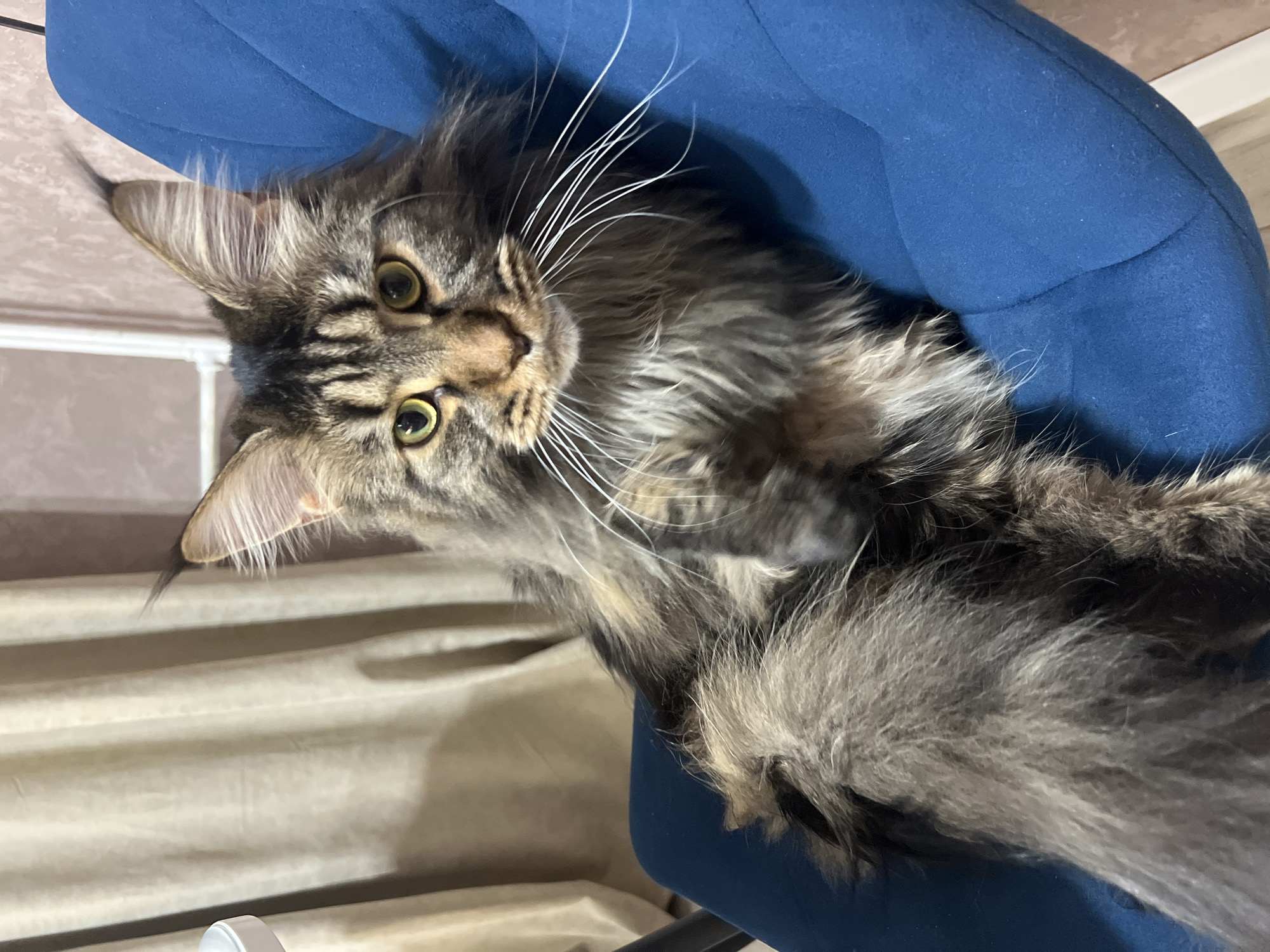 A tabby cat is lying on a blue upholstered chair. The cat is looking upwards toward the viewer. The cat's fur is gray and black tabby. Behind the chair is a beige wall. The location is Марковский, Russia.