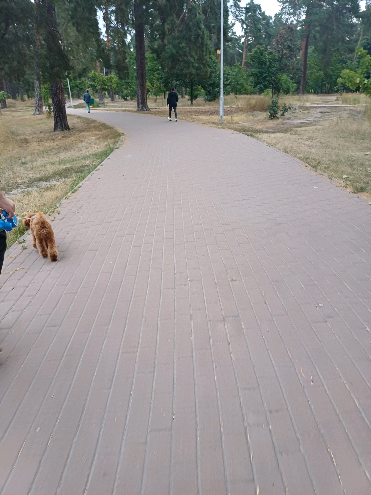 The image captures a scene in a park in Kyiv, Ukraine, showing a paved walkway that curves through a forested area. On the left side of the walkway, a person's legs and arm are visible, holding a blue leash attached to a small, fluffy brown dog. The dog is walking away from the camera on the walkway. Further down the path, two individuals are walking in the same direction. The environment is characterized by tall trees with green foliage, dry grass on the sides of the path, and a cloudy sky. The paving stones of the walkway are a uniform light brown color.