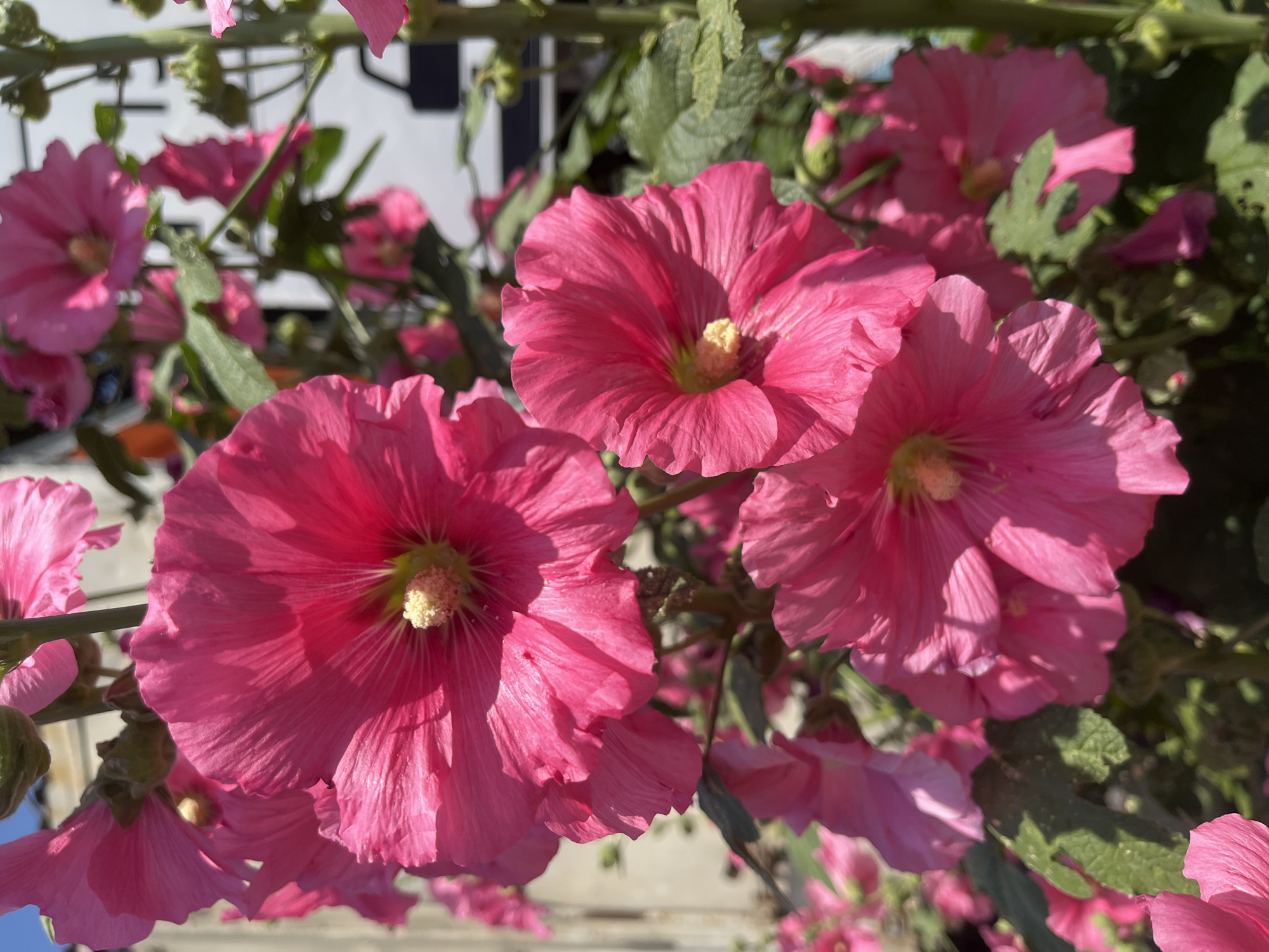 The image displays a cluster of vibrant pink hollyhock flowers in full bloom, their petals unfurling in the sunlight. The flowers exhibit delicate textures and a soft, velvety appearance. Their stamens, a lighter yellow hue, are visible at the center of each bloom. The background is softly blurred, suggesting a shallow depth of field, but hints of green foliage and a light-colored, textured surface, possibly a wall or fence, can be discerned. The overall impression is one of natural beauty and floral abundance. The image does not contain any elements that would suggest a specific location within Krasnodar, Russia, or any other geographical area.