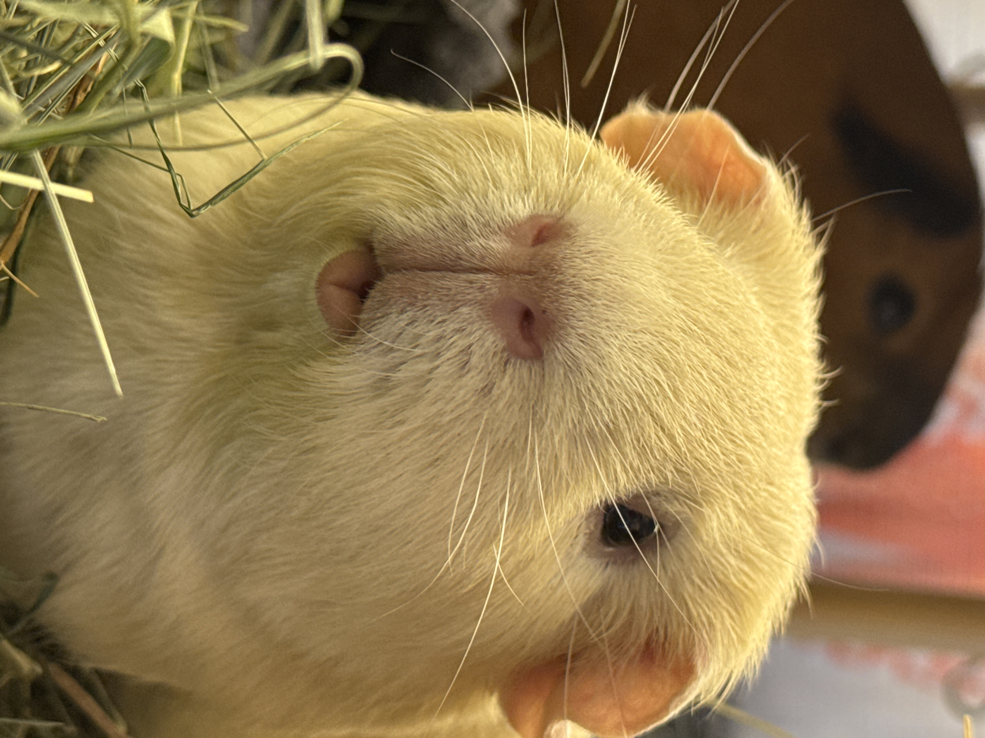A close-up, eye-level, indoor shot shows the face of a light yellow guinea pig. The guinea pig is in the foreground, facing the camera with its mouth slightly open, revealing a pink tongue. Its pink nose is visible, along with long white whiskers. Its dark eye is visible on the right side of its face. The guinea pig's ears are a pale orange. Behind the guinea pig, another guinea pig with dark brown and black fur is partially visible and out of focus. The foreground is filled with dry hay and some green grass. The background is blurred, with soft pink and light brown hues. The lighting is soft and diffused.